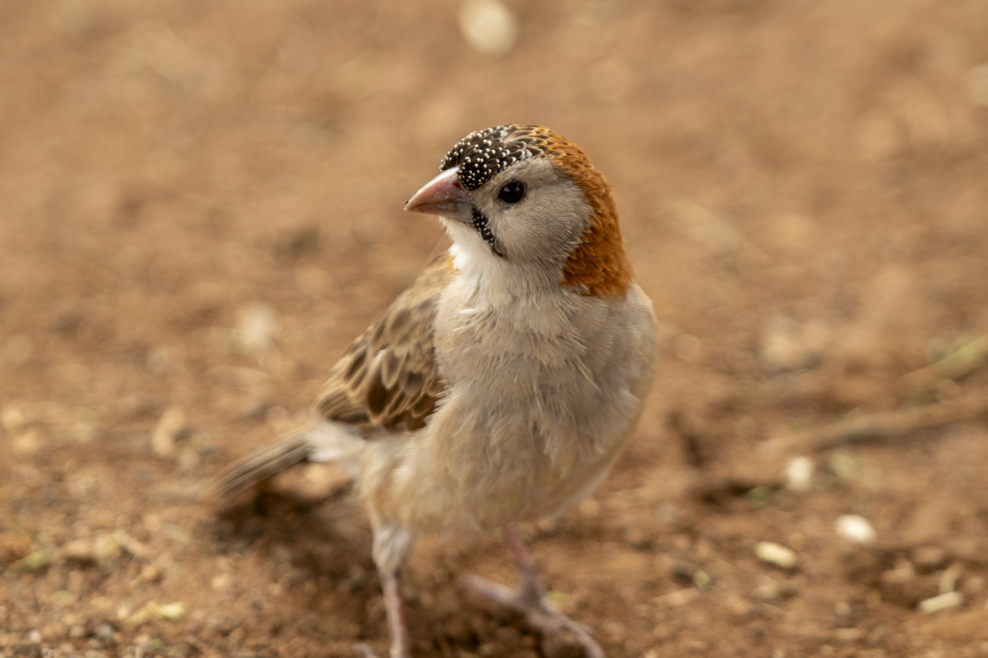 F 5.6, 1/250, ISO 200 | Guide Johson Salash 