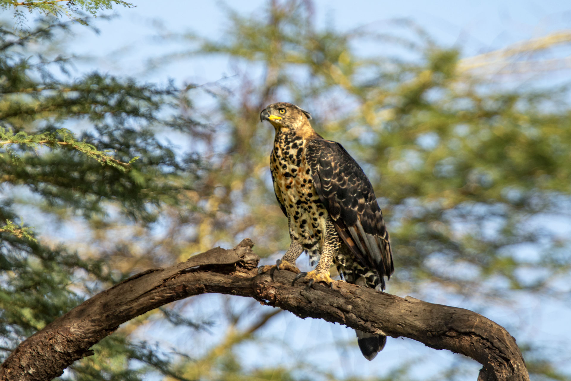 F 5.6, 1/800, ISO 200 | Guide Johnson Salash 