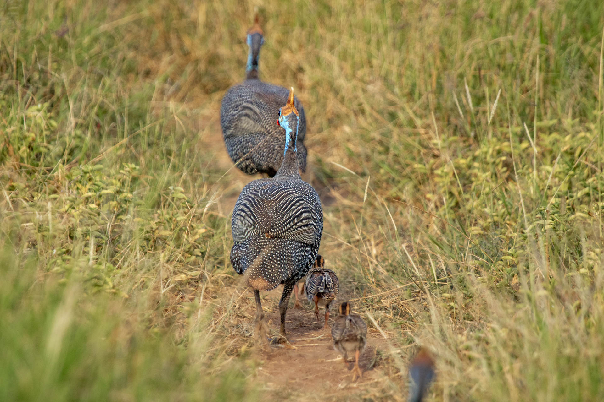 F 5.6, 1/800, ISO 500 | Guide Johnson Salash 