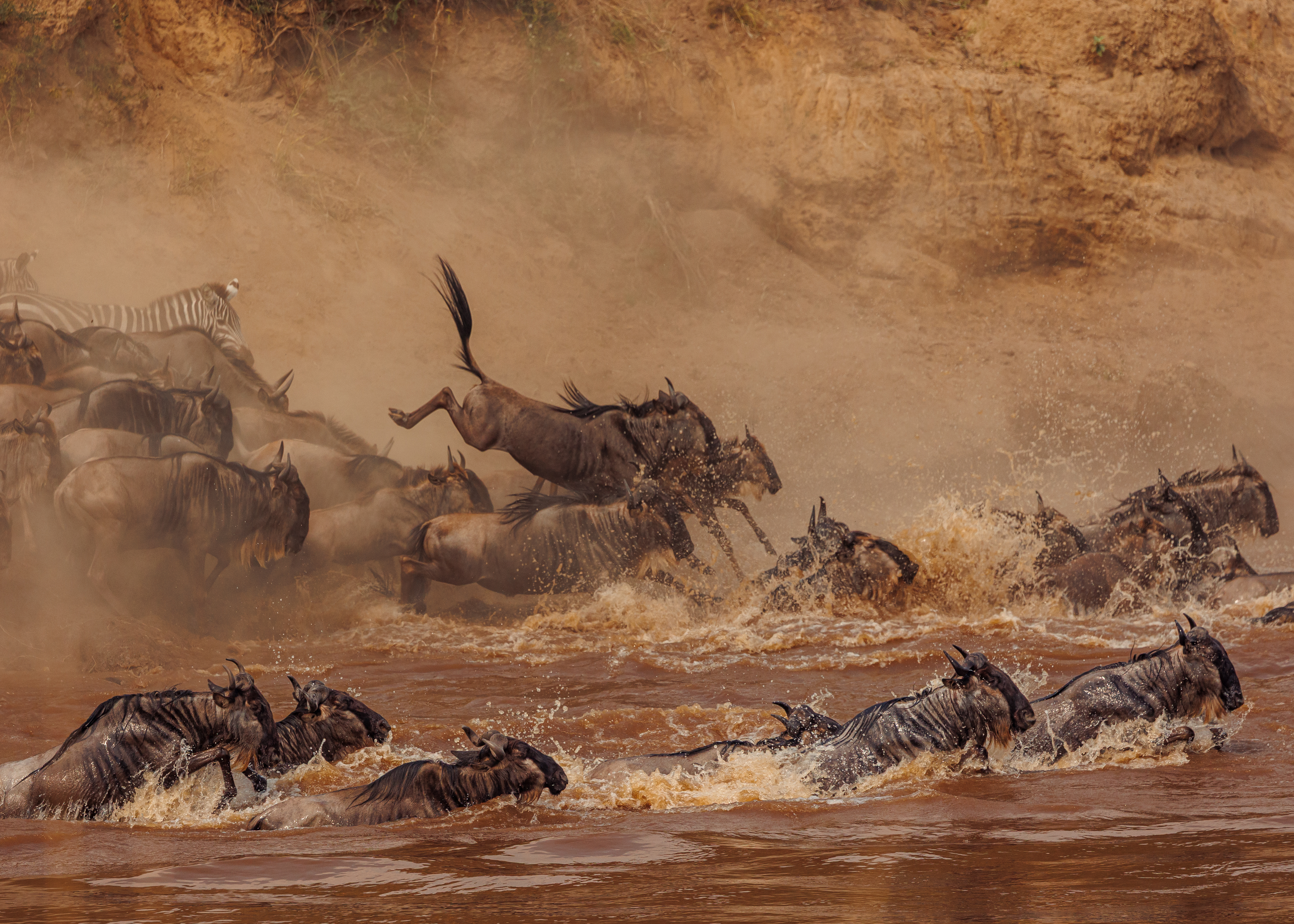 Born in the Serengeti, following the rains north, arriving in the Mara from July to early October