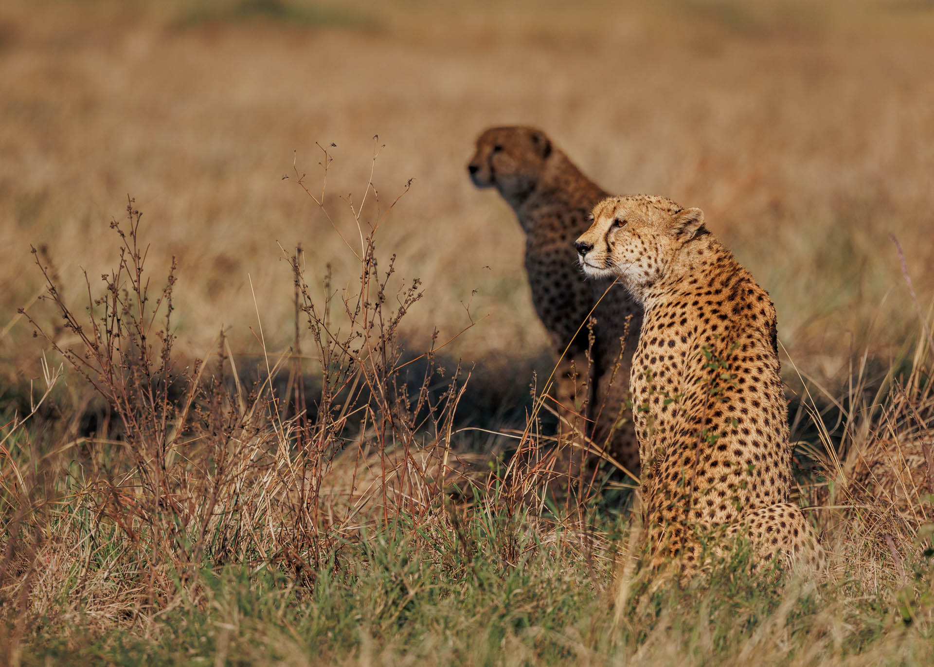 F7.1, 1/4000, ISO320 | Marvin Mwarangu 