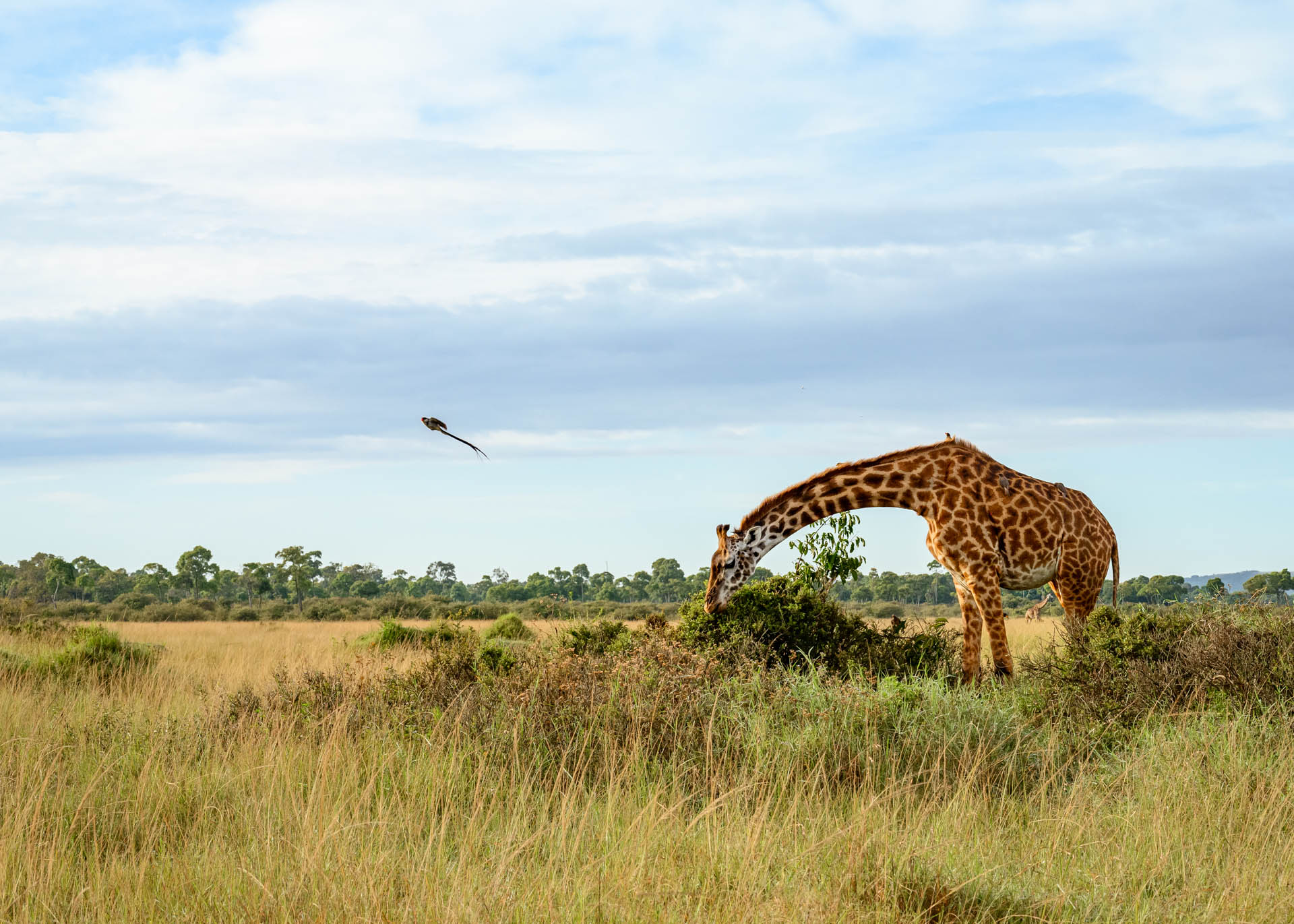 F9.0, 1/800, ISO500 | Marvin Mwarangu 