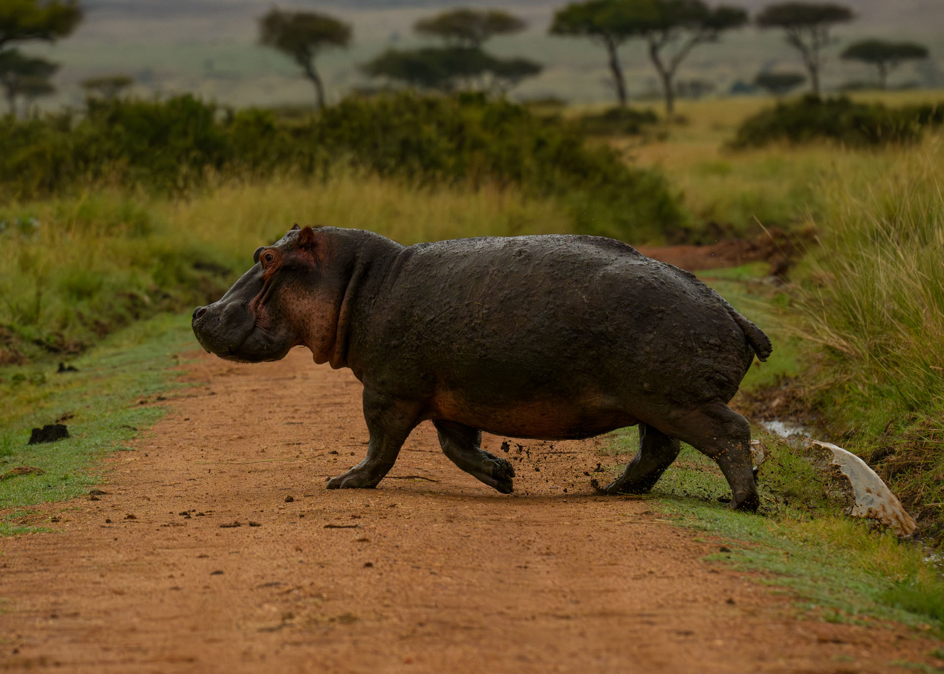 F6.3, 1/2500, ISO1000 | Marvin Mwarangu 