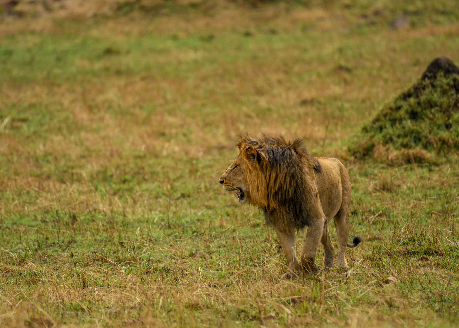 F6.3, 1/3200, ISO500 | Marvin Mwarangu 