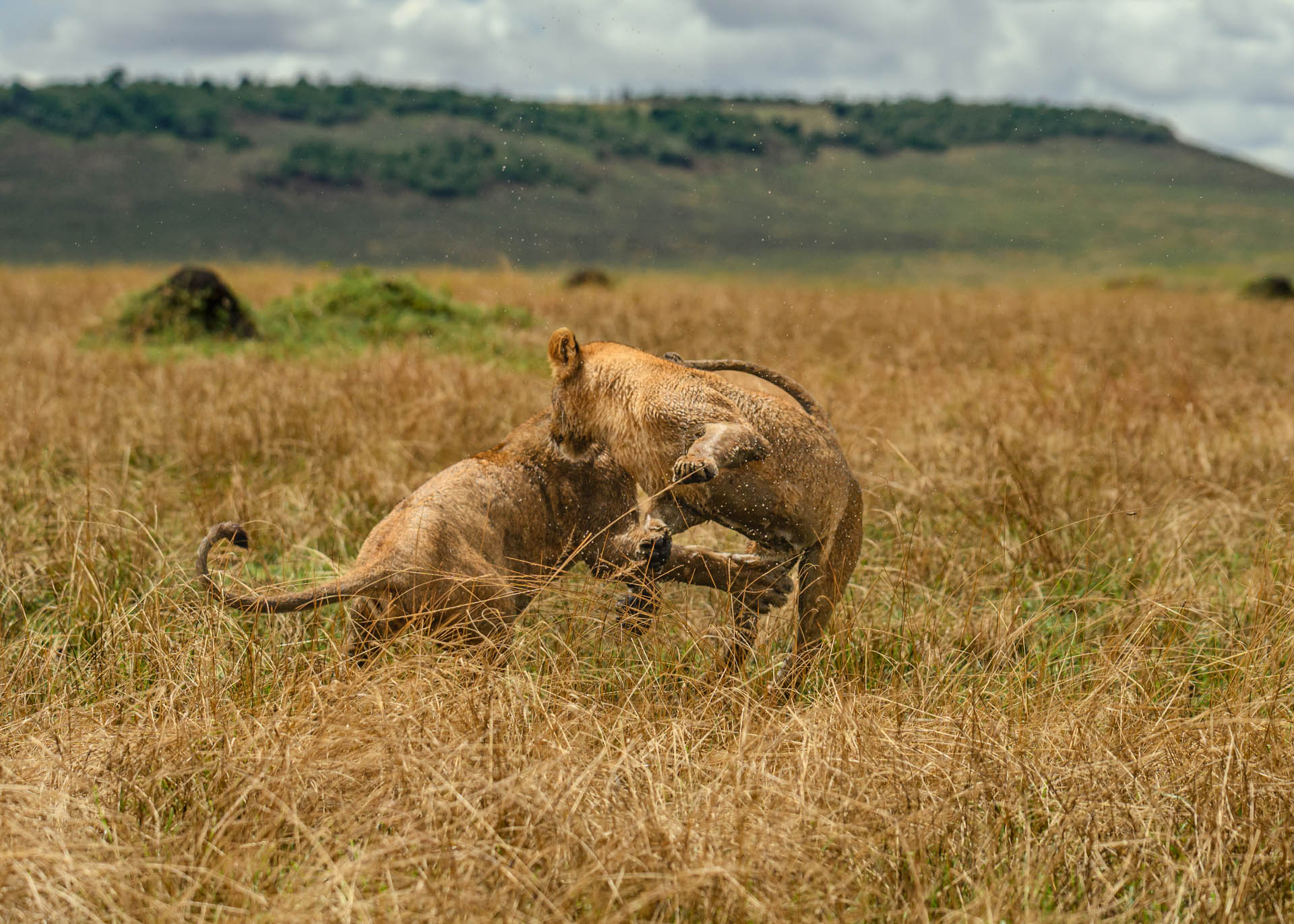 F6.3, 1/4000, ISO500 | Marvin Mwarangu 