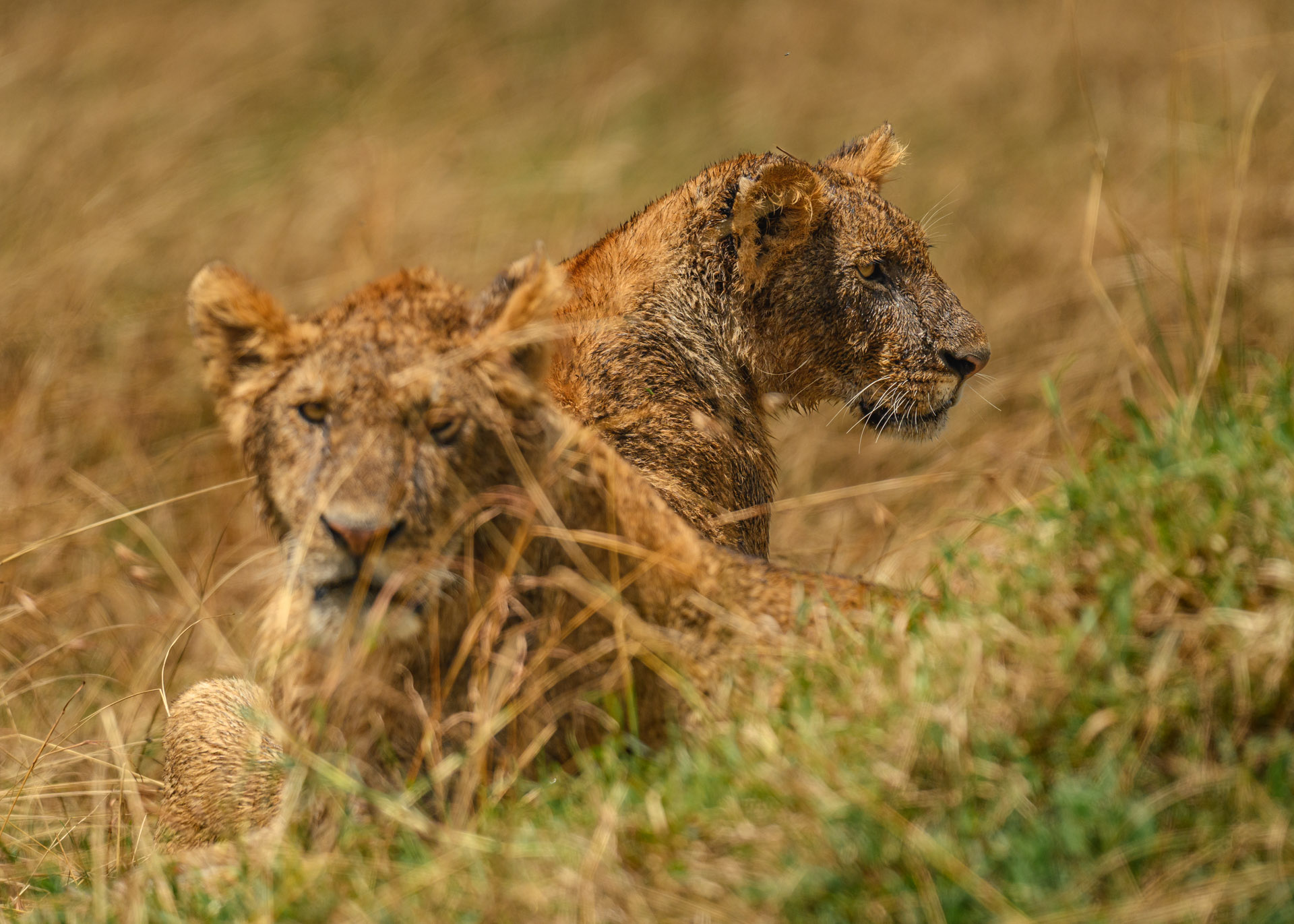 F6.3, 1/4000, ISO500 | Marvin Mwarangu 