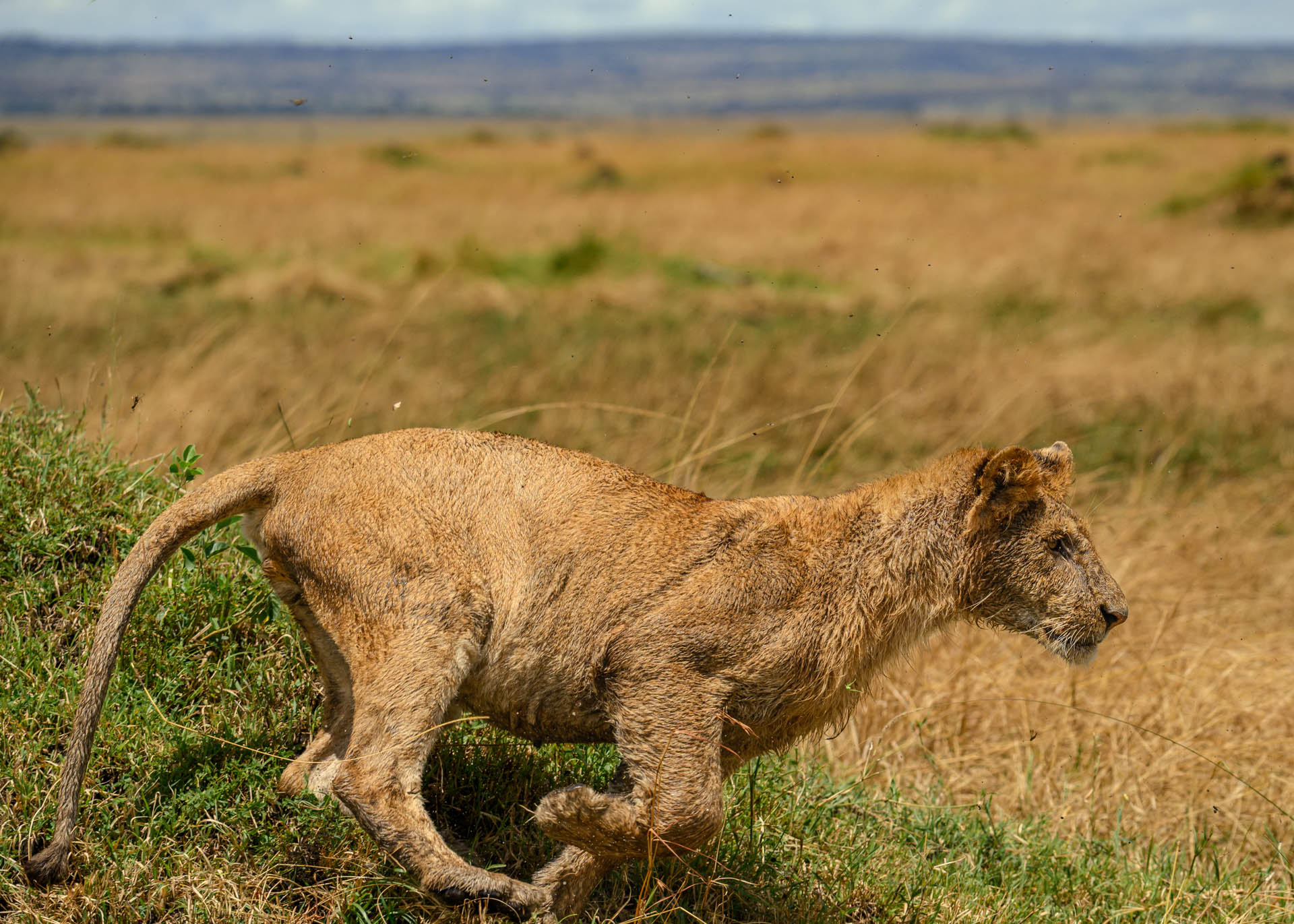 F6.3, 1/4000, ISO500 | Marvin Mwarangu 