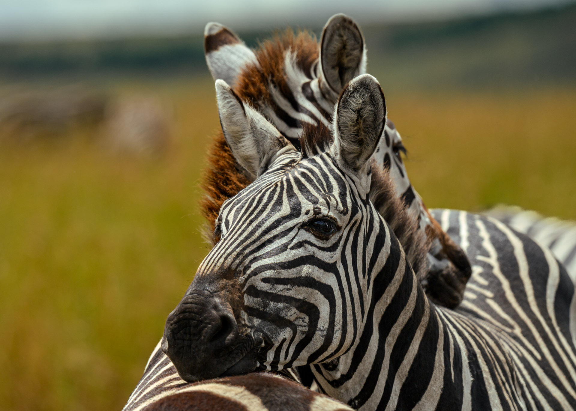 F6.3, 1/4000, ISO500 | Marvin Mwarangu 