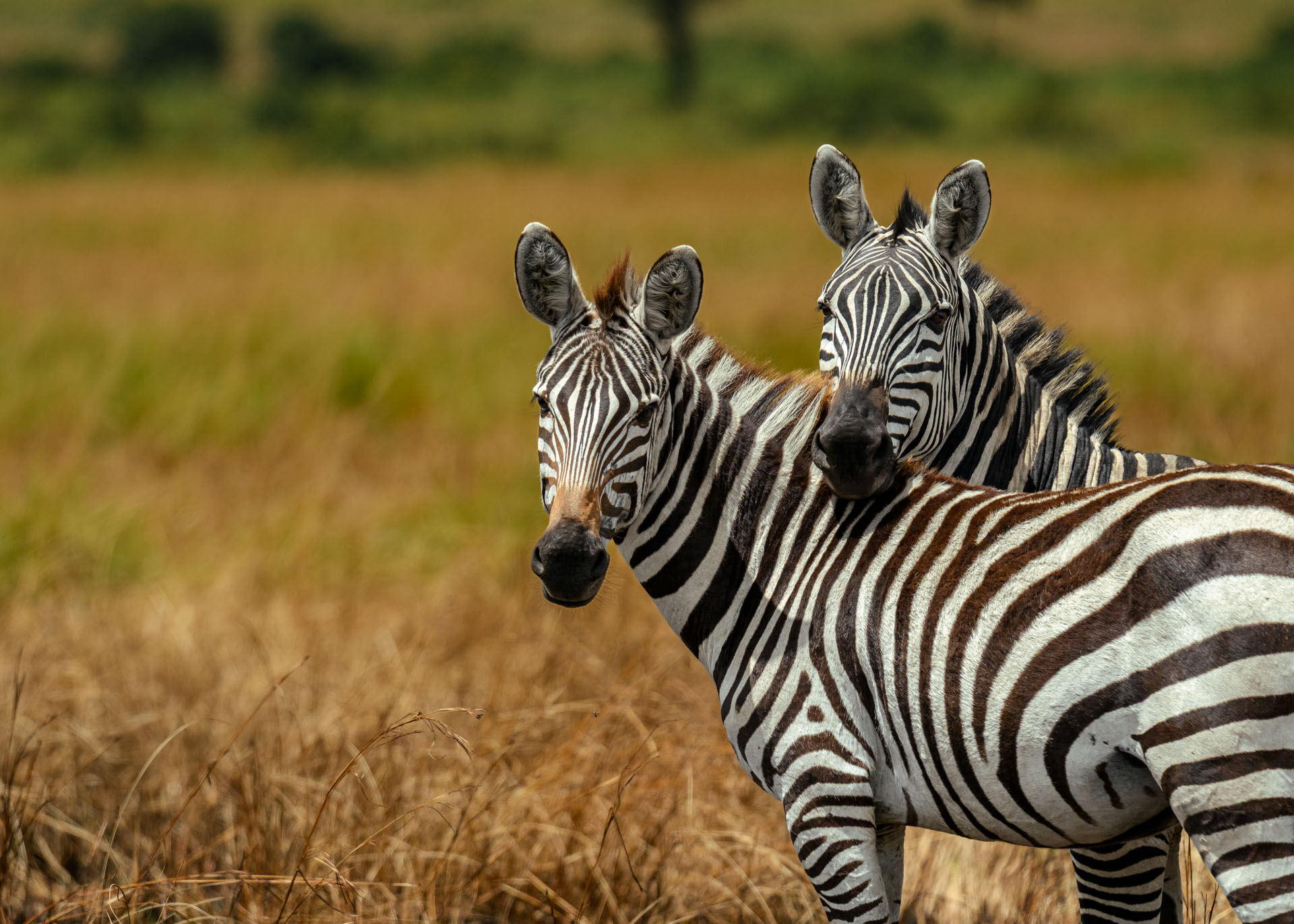 F6.3, 1/4000, ISO500 | Marvin Mwarangu 