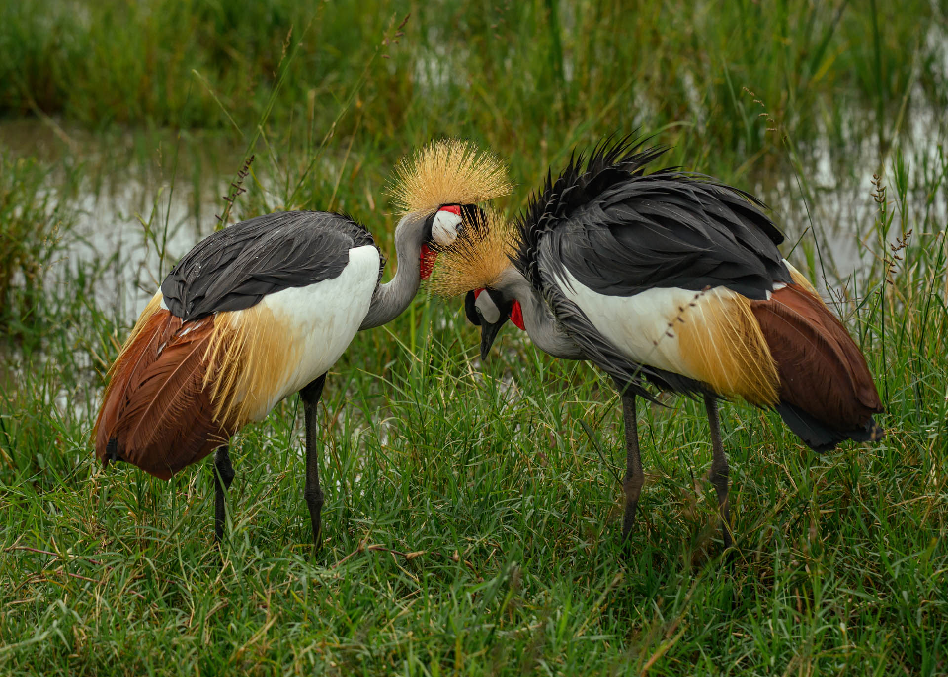 F6.3, 1/4000, ISO500 | Marvin Mwarangu 