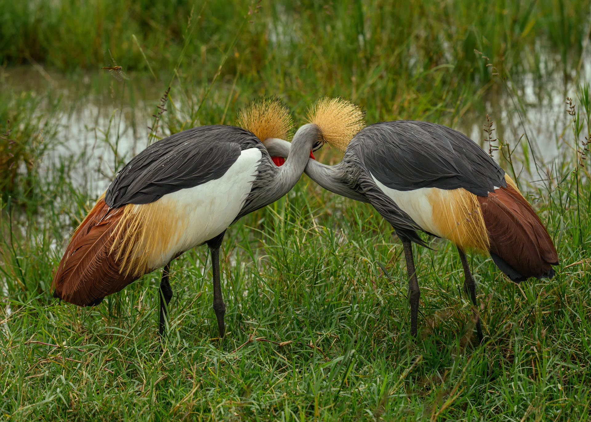 F6.3, 1/4000, ISO500 | Marvin Mwarangu 