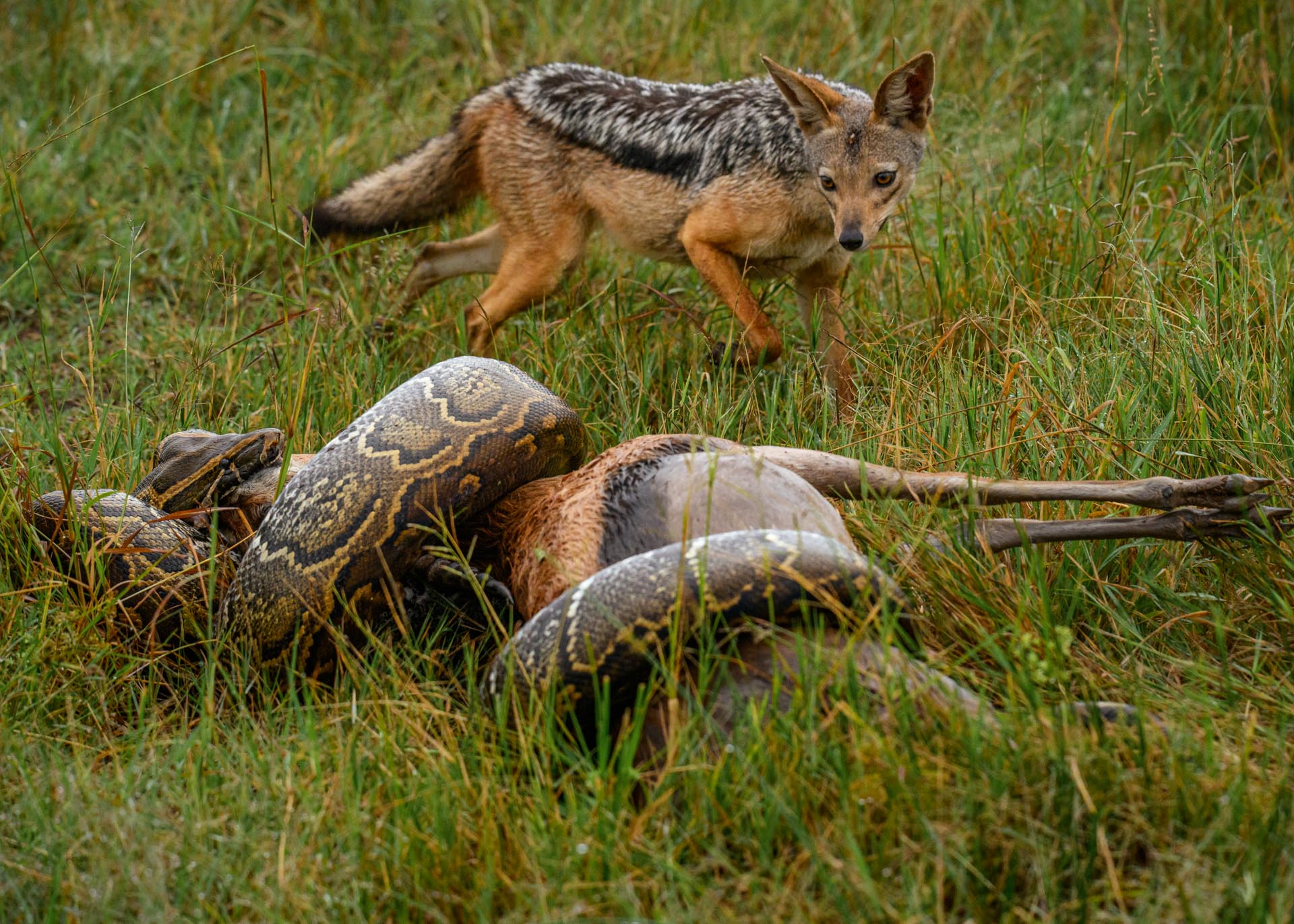 Above: A battle of chances