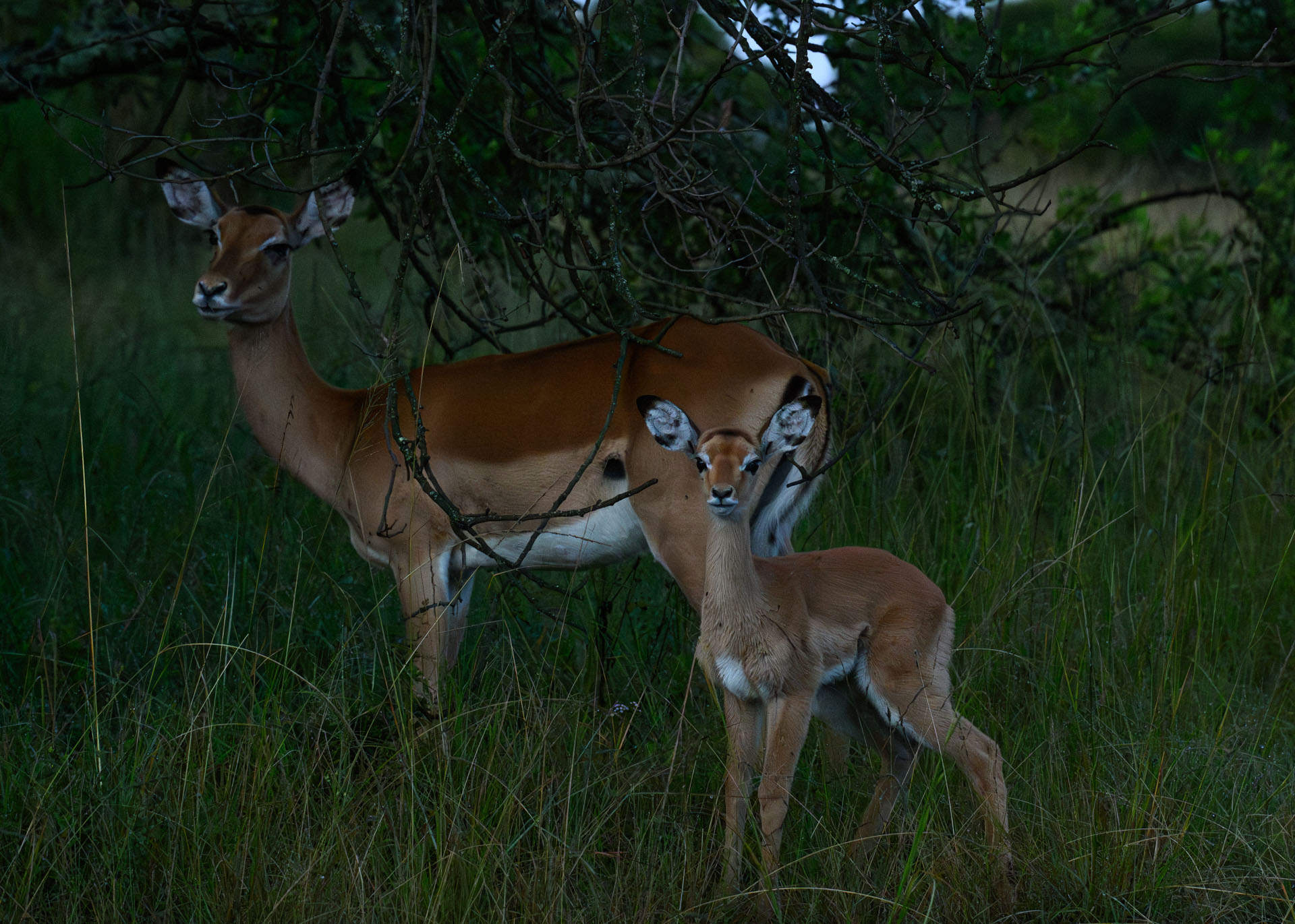 F8.0, 1/400, ISO5000 | Marvin Mwarangu 