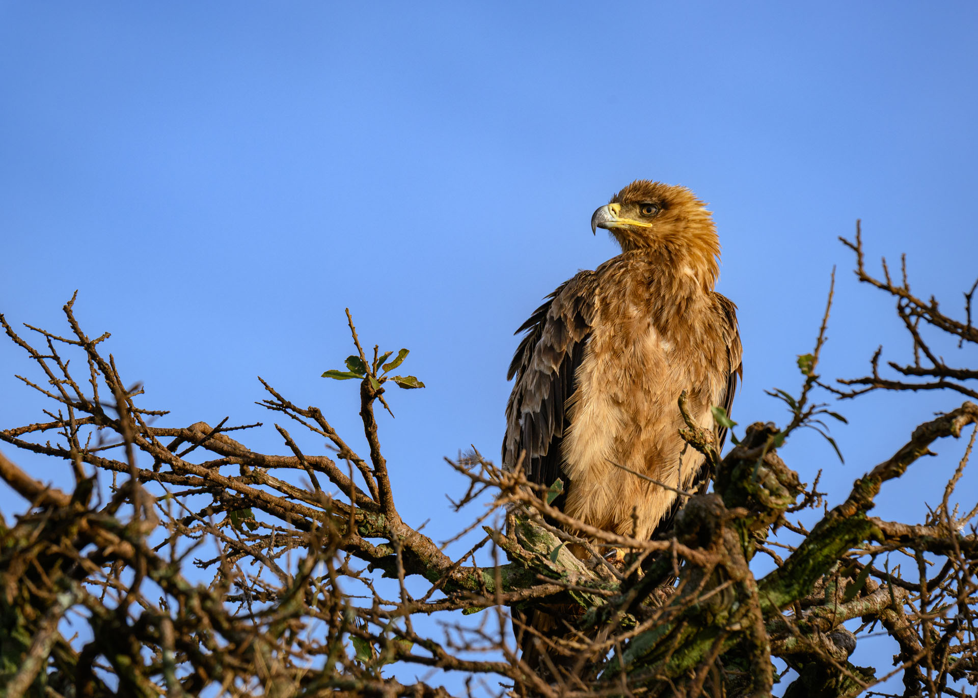 F8.0, 1/800, ISO500 | Marvin Mwarangu 