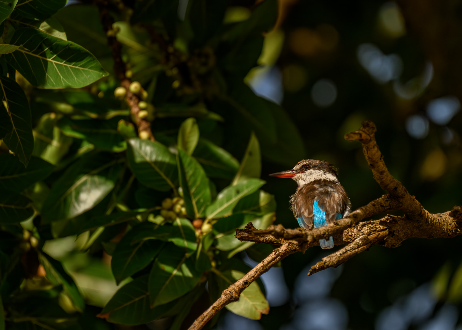 F6.3, 1/3200, ISO500 | Marvin Mwarangu 