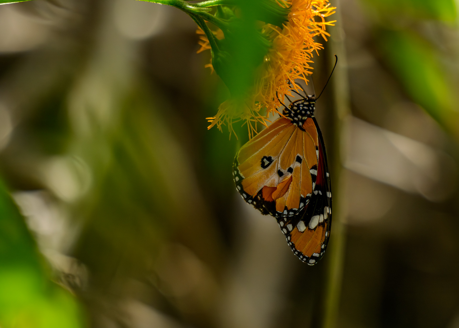 Above: Most butterflies live for only two to four weeks as adults