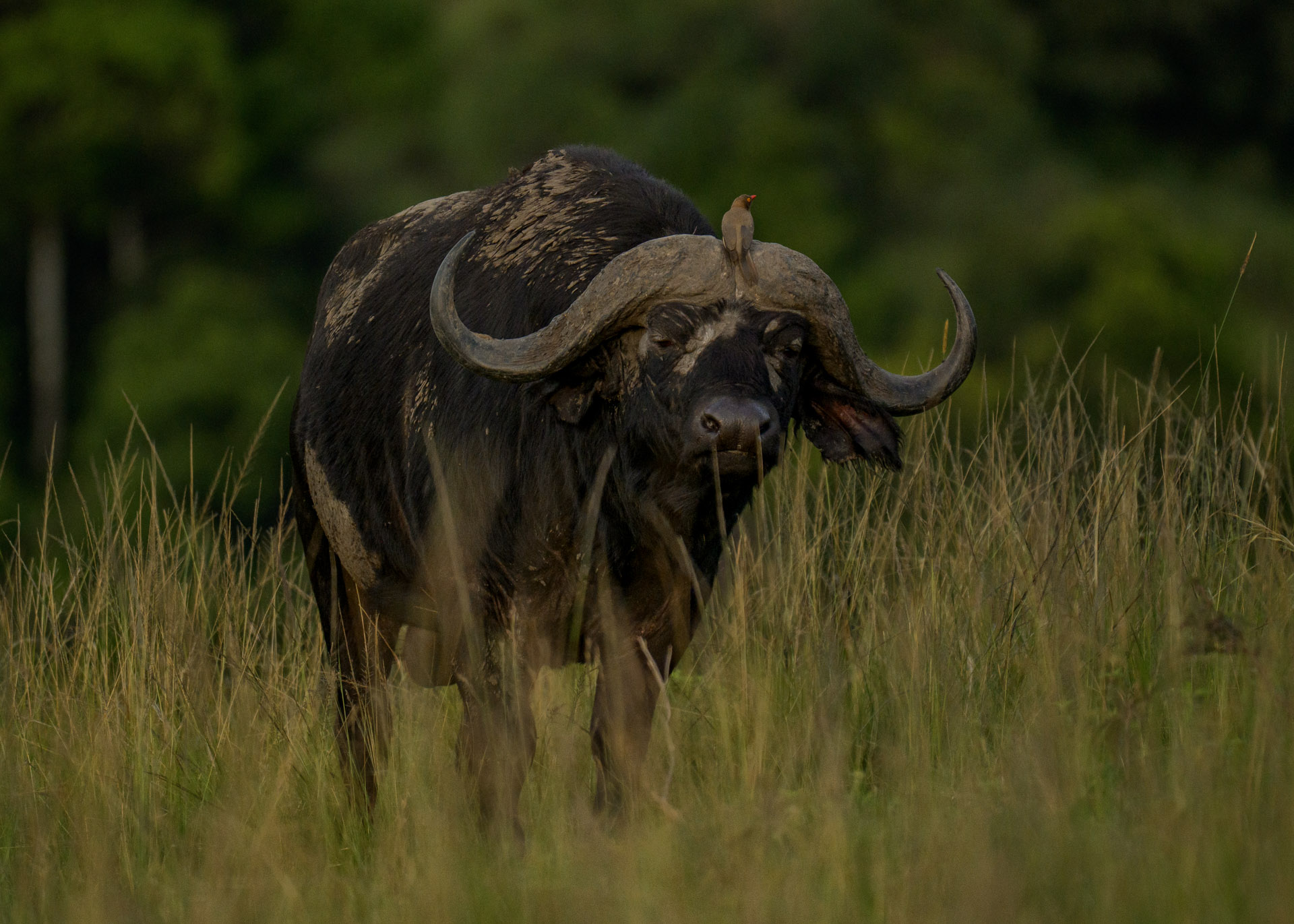F6.3, 1/4000, ISO1000 | Marvin Mwarangu 