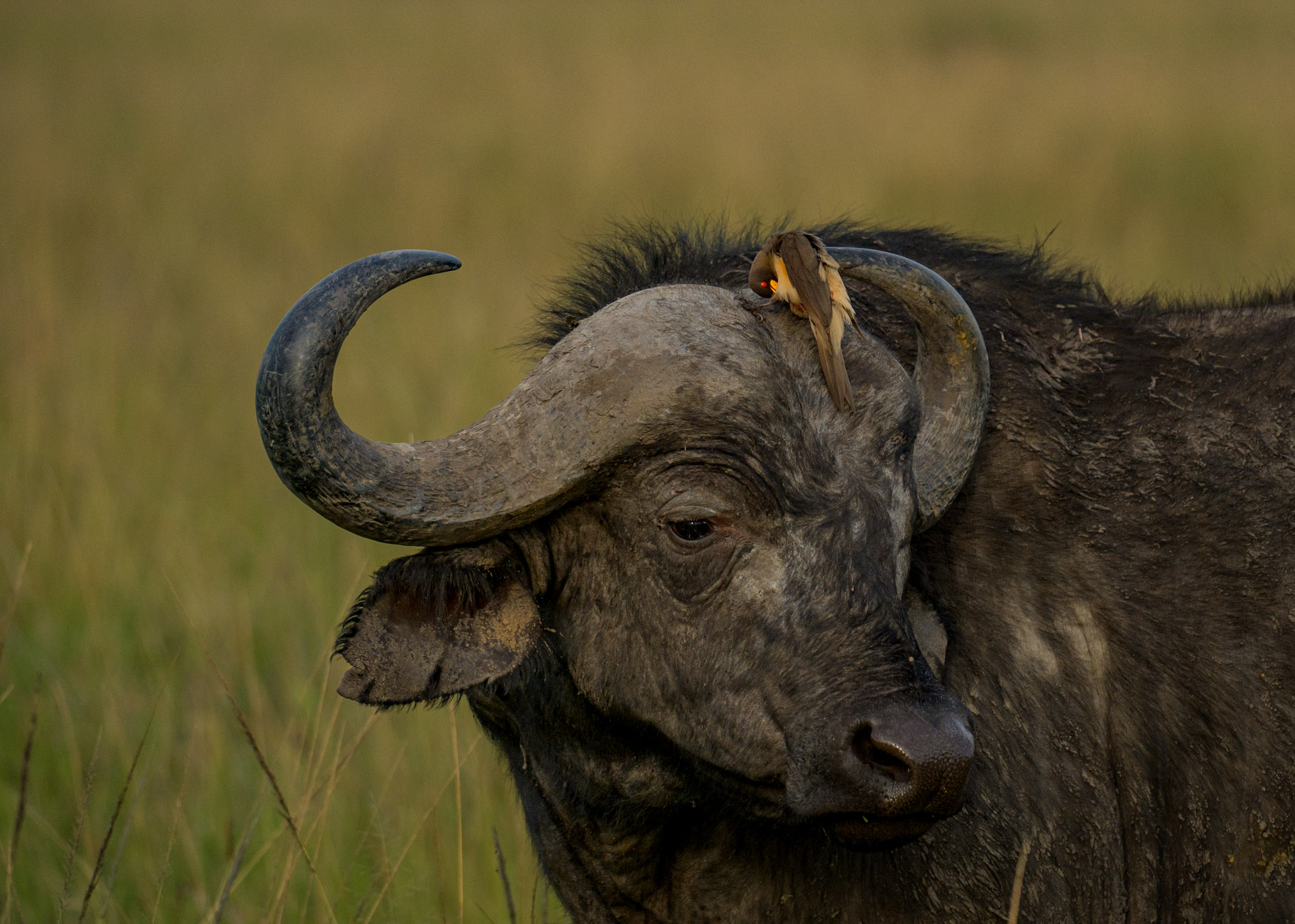 F6.3, 1/4000, ISO1000 | Marvin Mwarangu 
