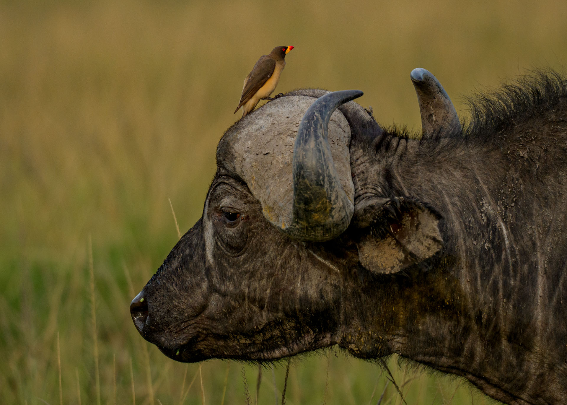 F6.0, 1/4000, ISO1000 | Marvin Mwarangu 