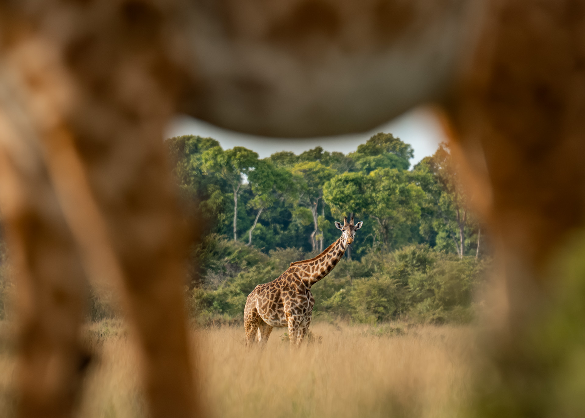 F6.3, 1/4000, ISO1000 | Marvin Mwarangu 