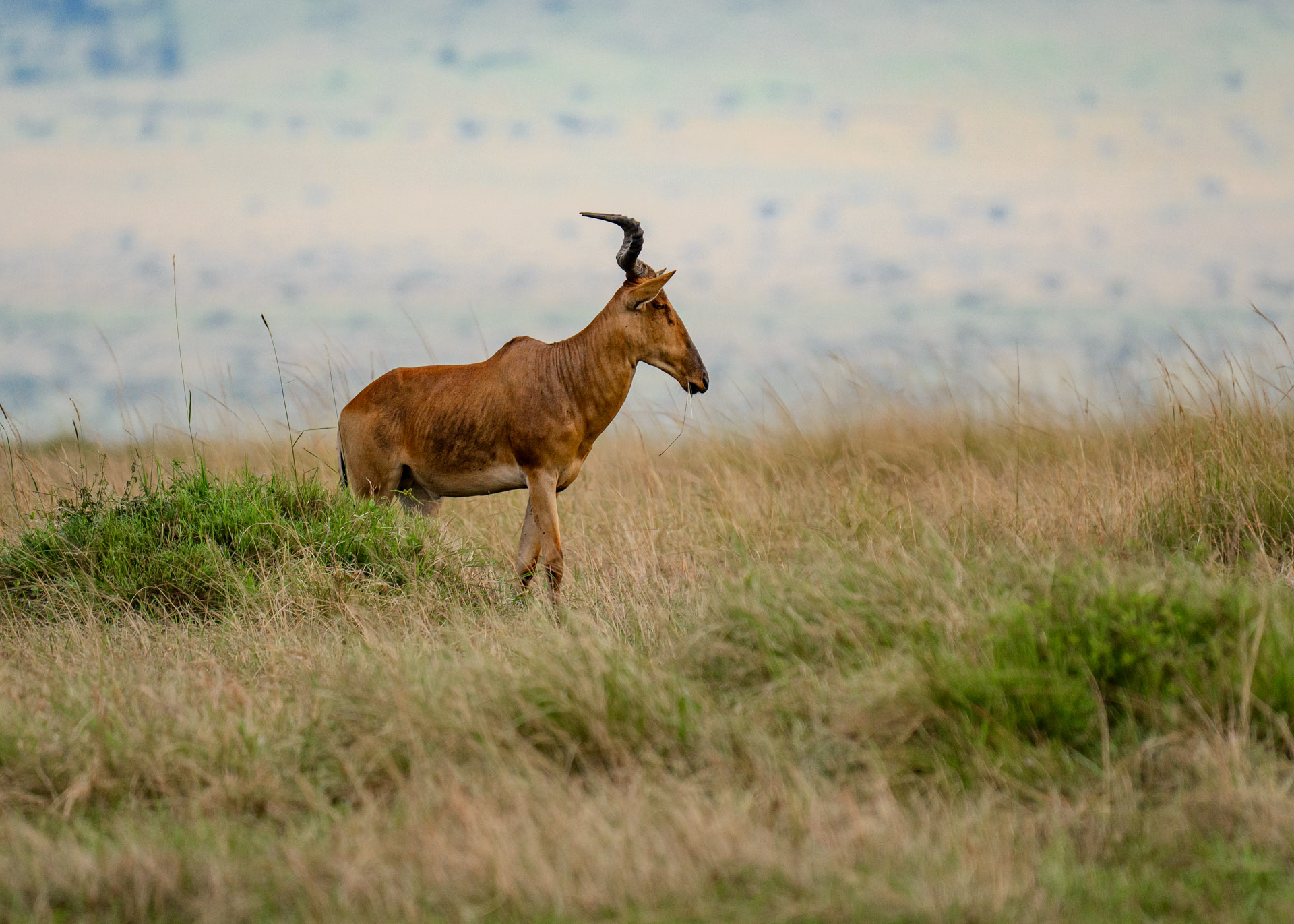 F6.3, 1/4000, ISO1000 | Marvin Mwarangu 