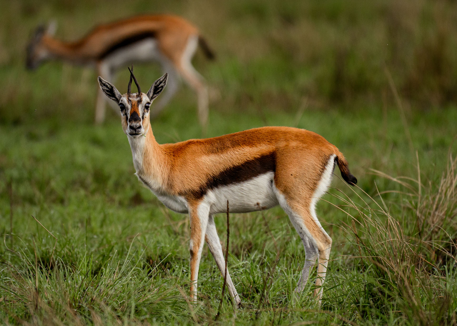 F6.3, 1/4000, ISO1000 | Marvin Mwarangu 