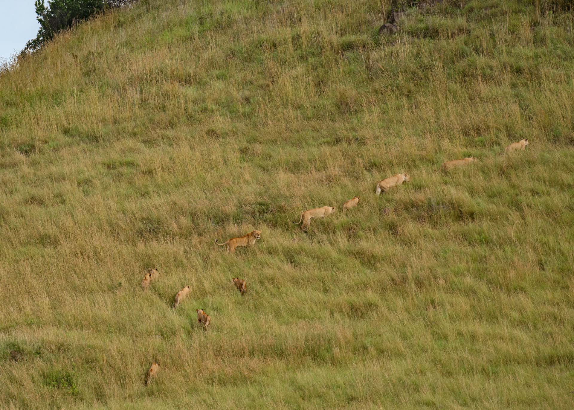 F8.0, 1/4000, ISO1000 | Marvin Mwarangu 