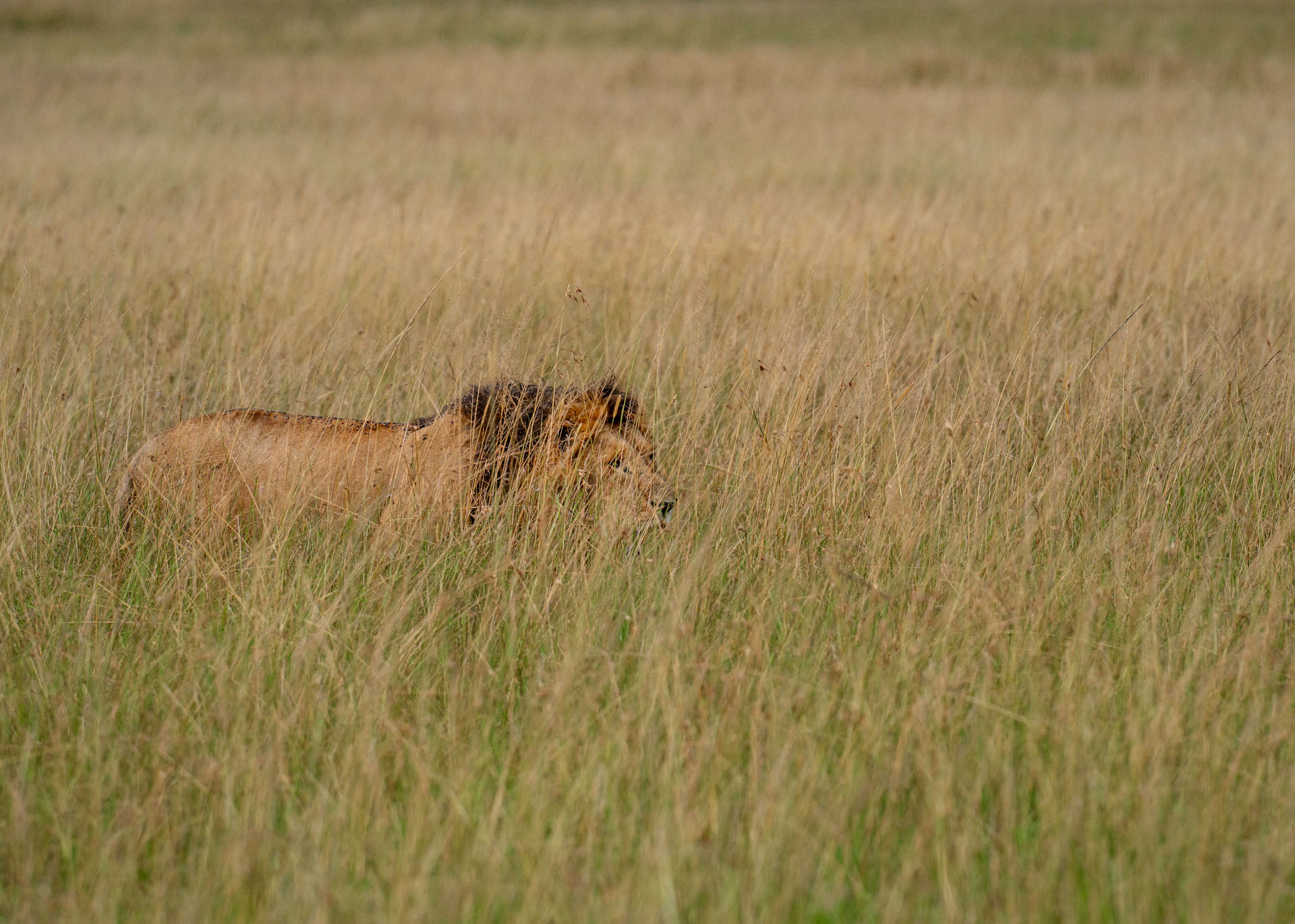 F8.0, 1/3200, ISO1000 | Marvin Mwarangu 