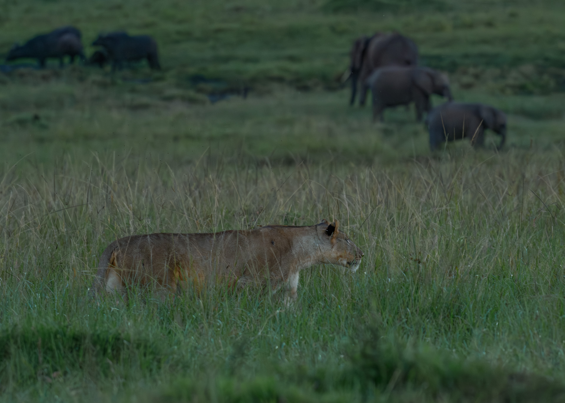 F9.0, 1/1600, ISO1000 | Marvin Mwarangu 
