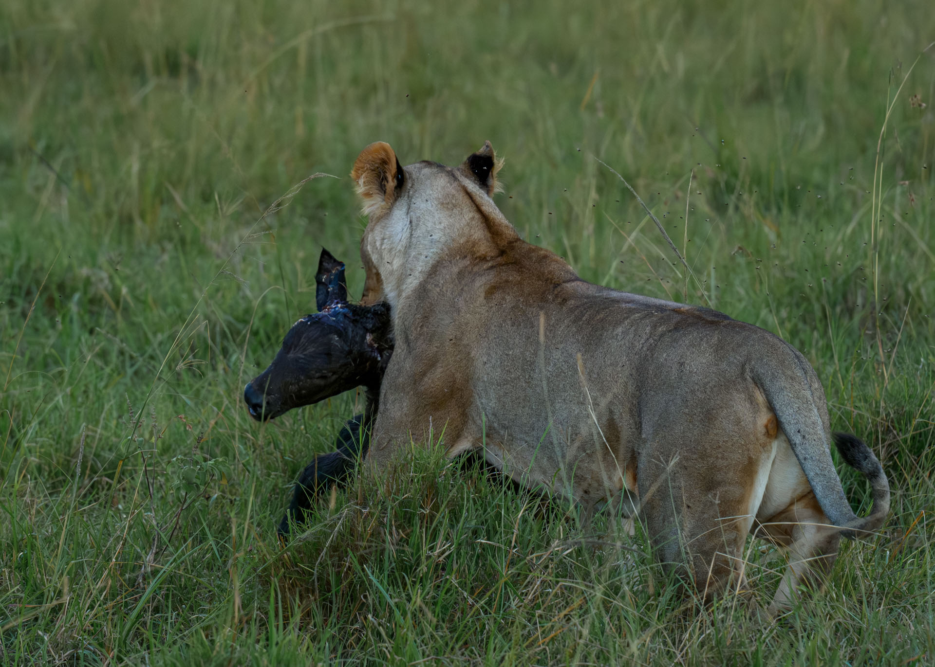 F9.0, 1/1600, ISO2000 | Marvin Mwarangu 
