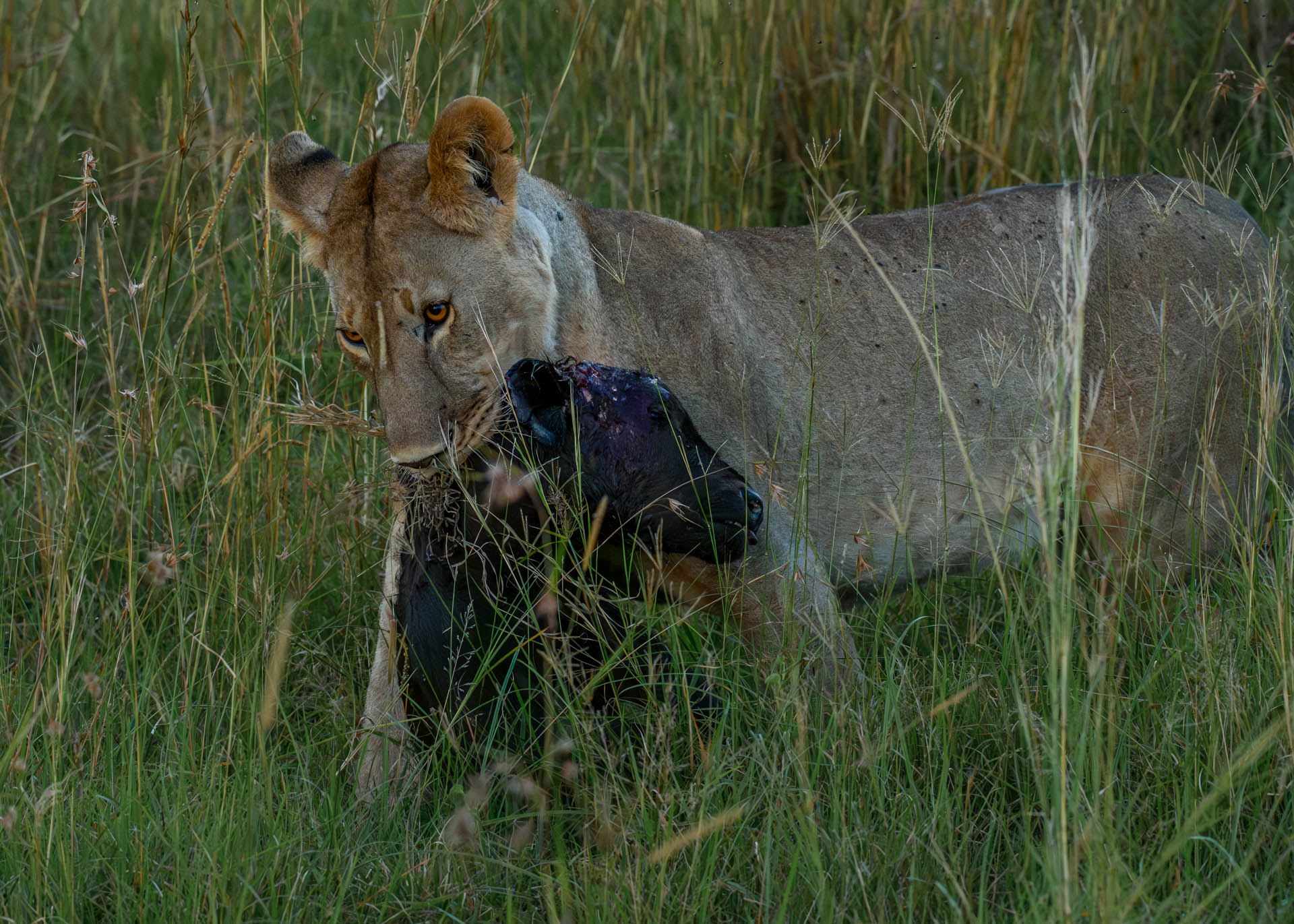 F9.0, 1/1600, ISO2000 | Marvin Mwarangu 