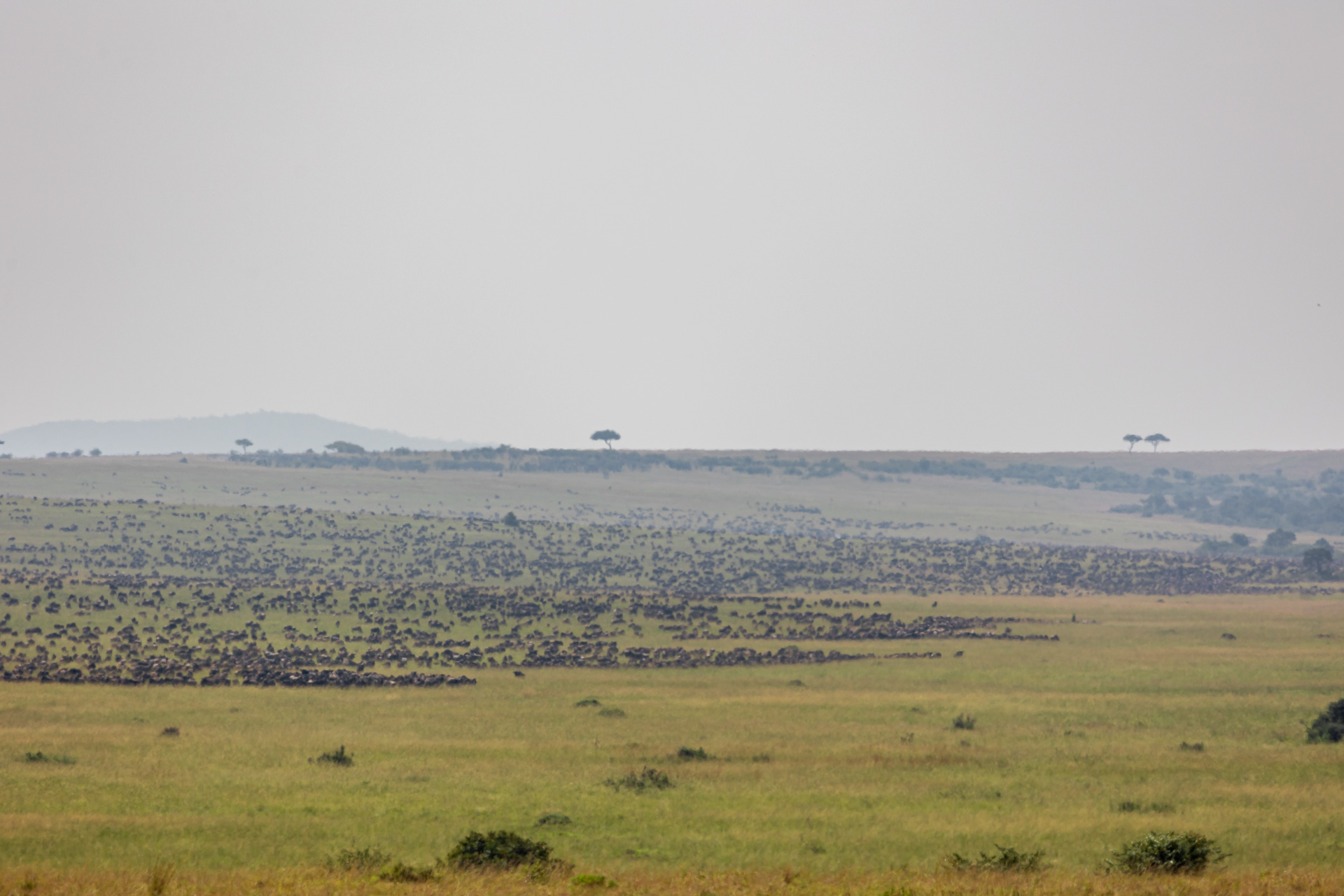 Sammy explains how the herds keep moving through the night, sometimes disappearing by morning