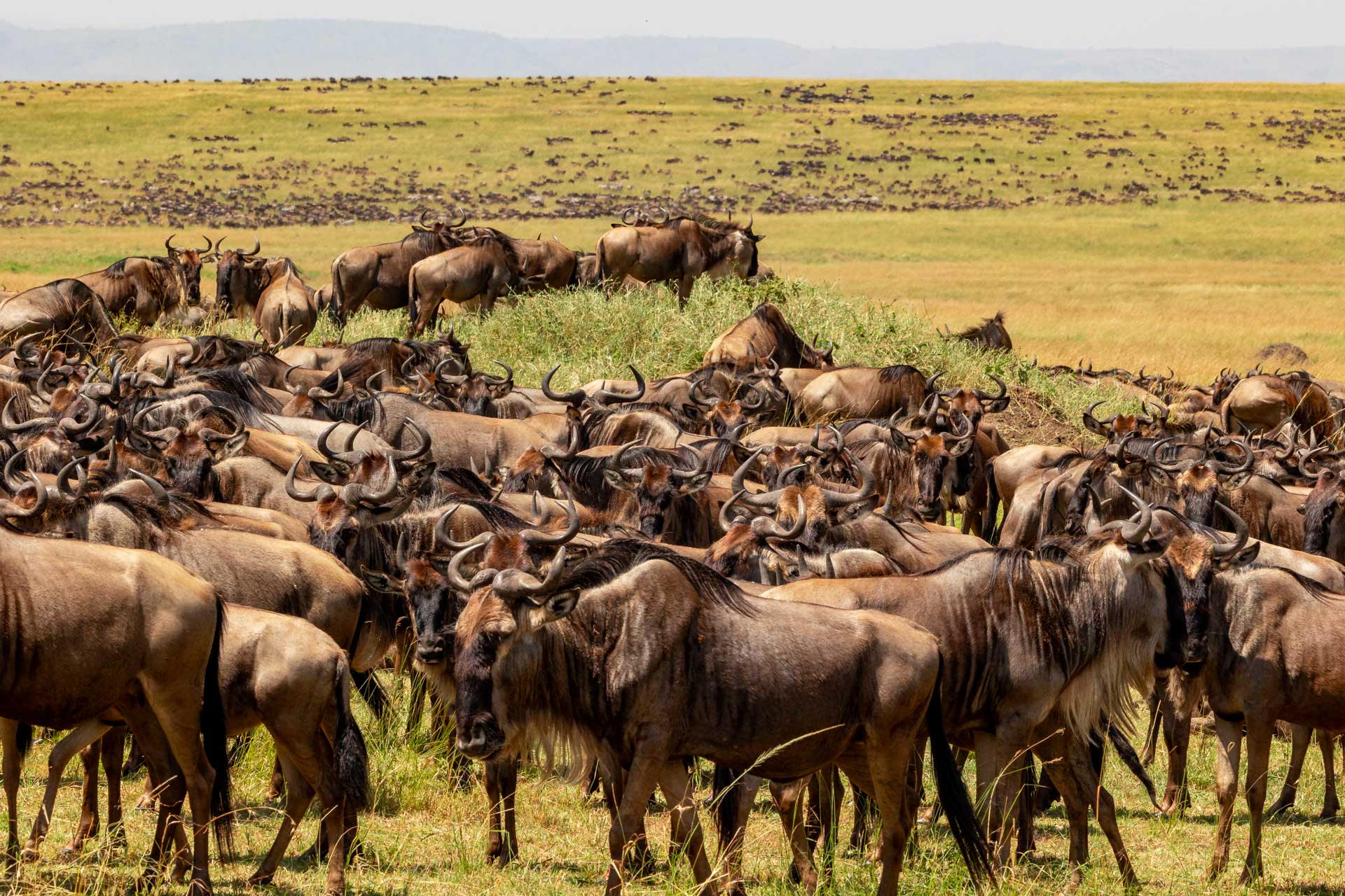 This Migration is around ten times bigger than the caribou migration in Canada