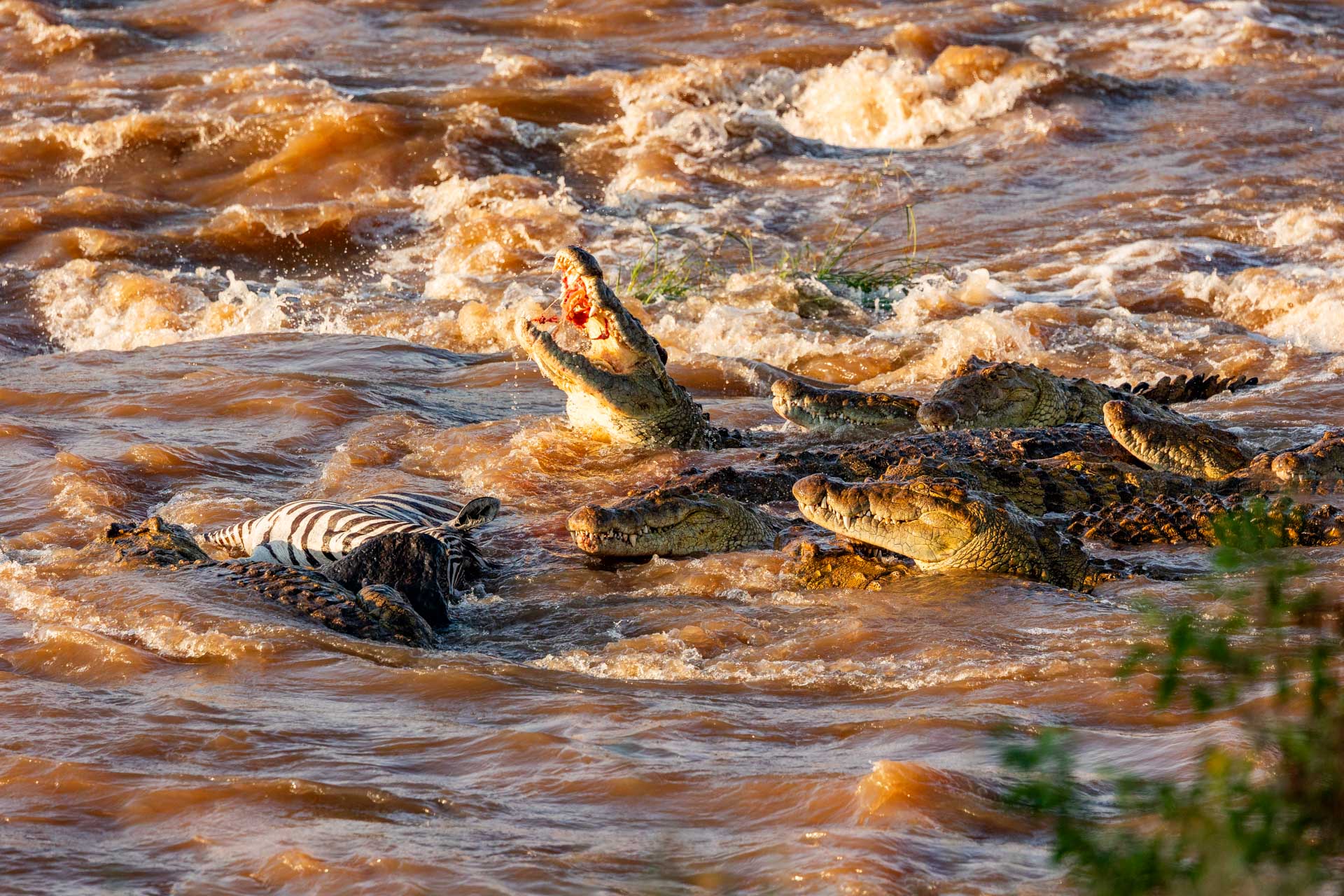 Some Mara River crocodiles are estimated to be over 50 years old