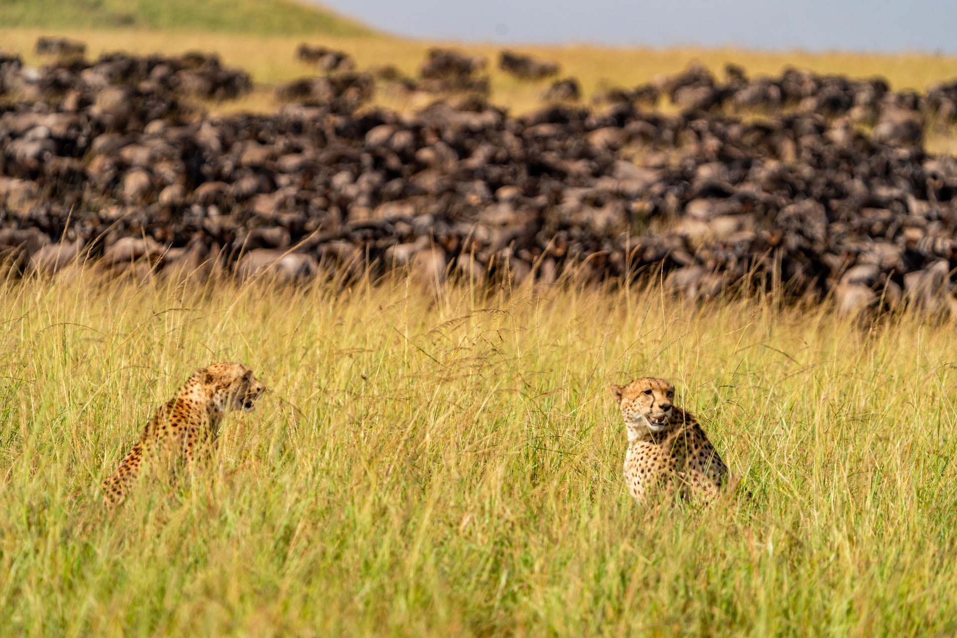 The herds may move as one, but out here every animal is reading the movement differently