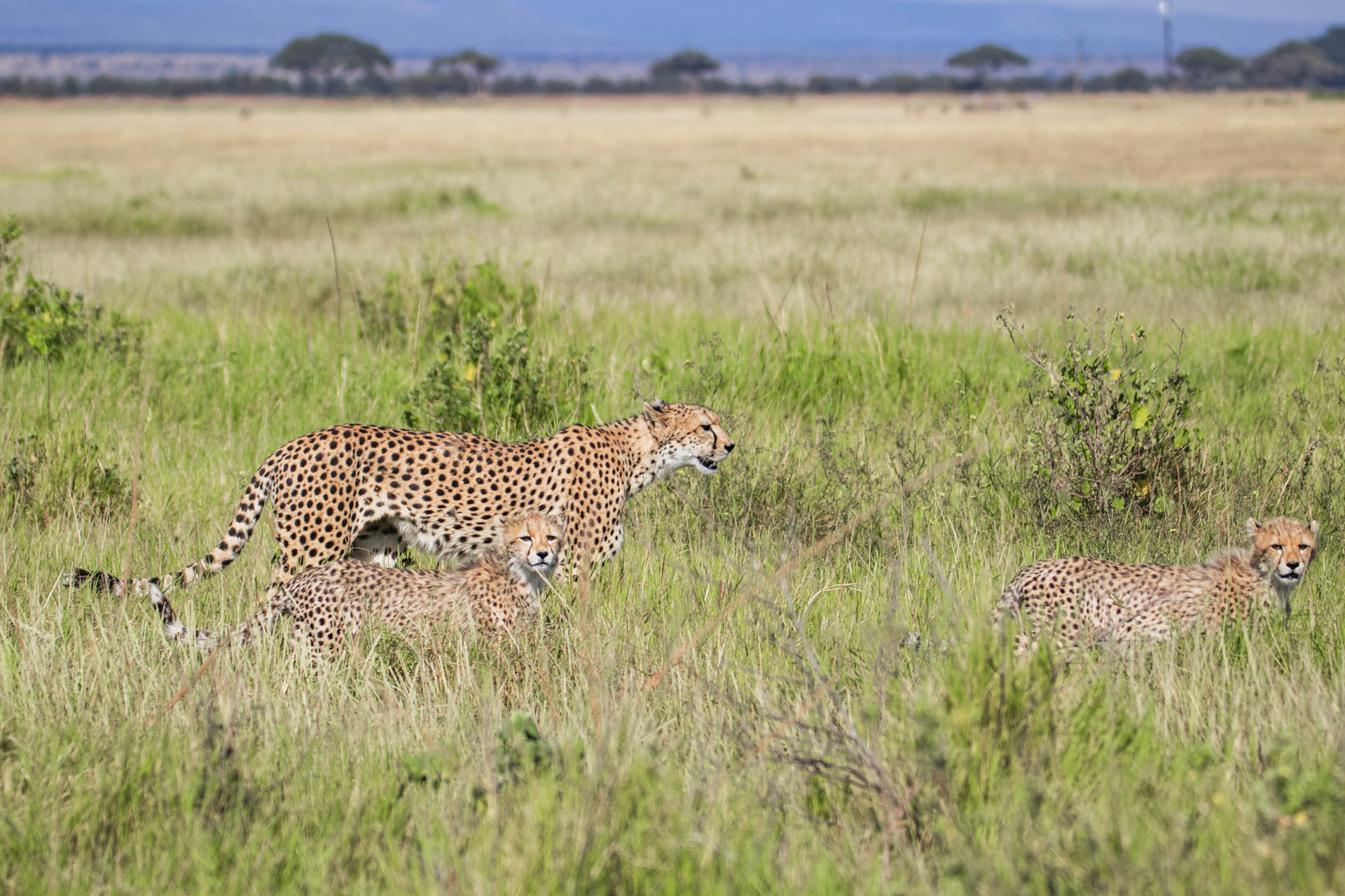 F 5, 1/1600, IS0 160 | Head GuideAlice Mantaine 