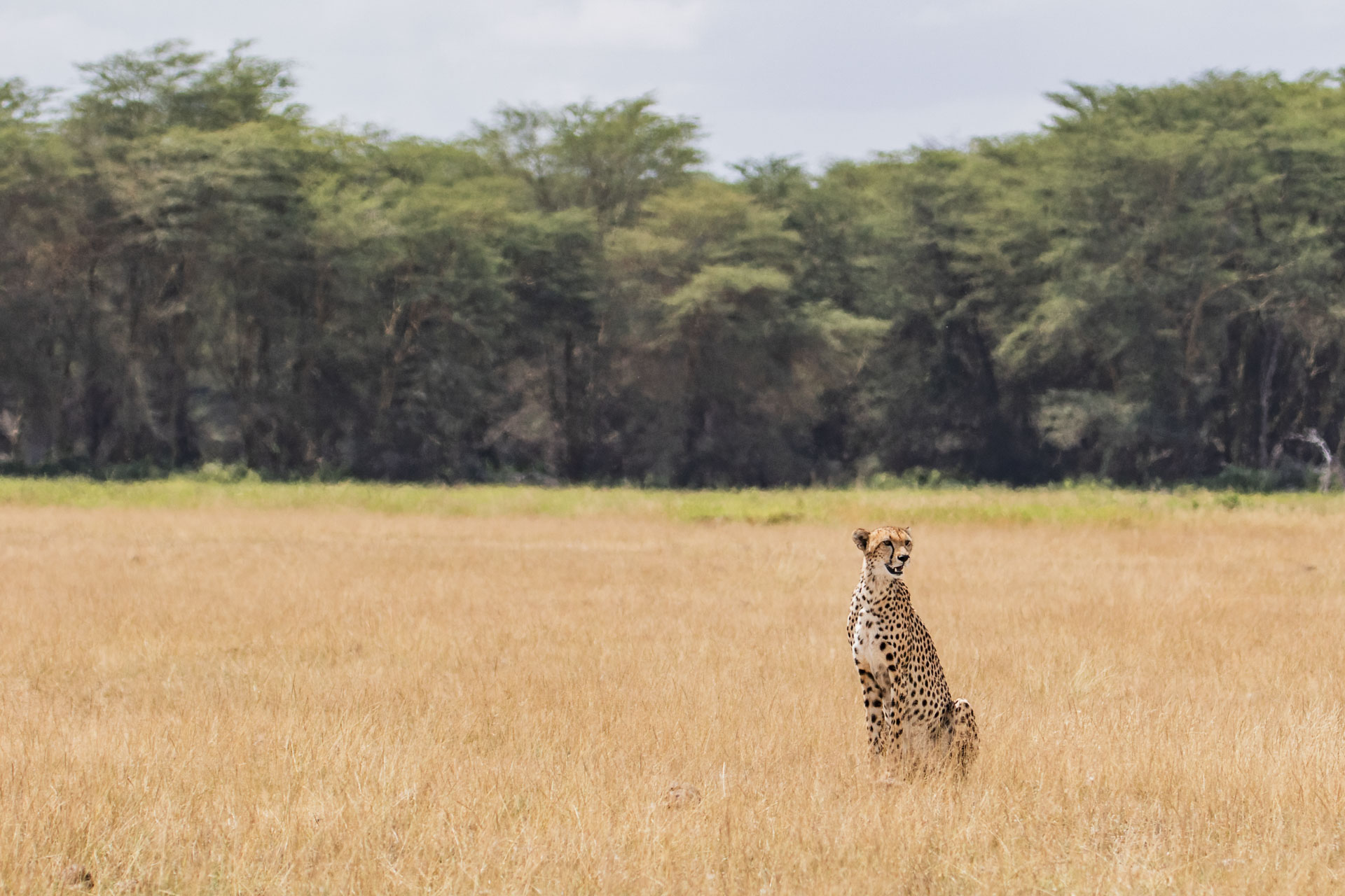 F 5.6, 1/1600, IS0 250 | Head Guide Alice Mantaine 