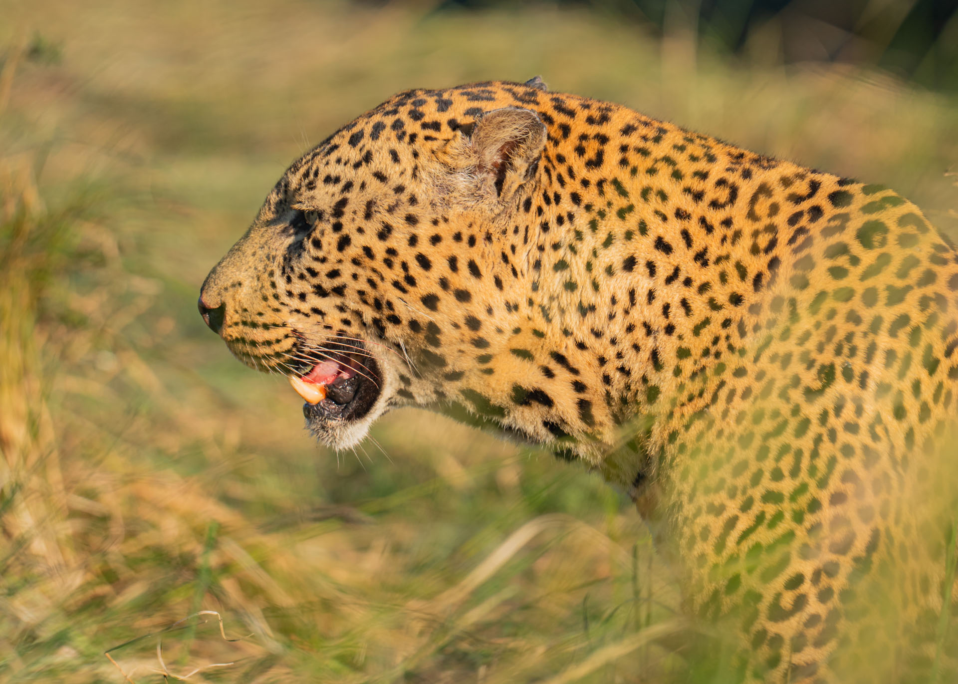 F6.0,1/1000, IS0320 | Arnold Omondi 
