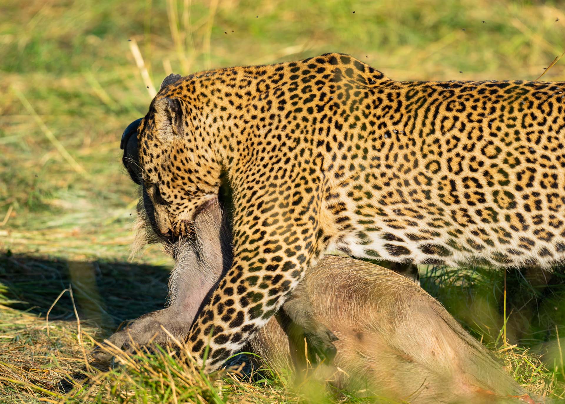 F6.0,1/1000, IS0320 | Arnold Omondi 
