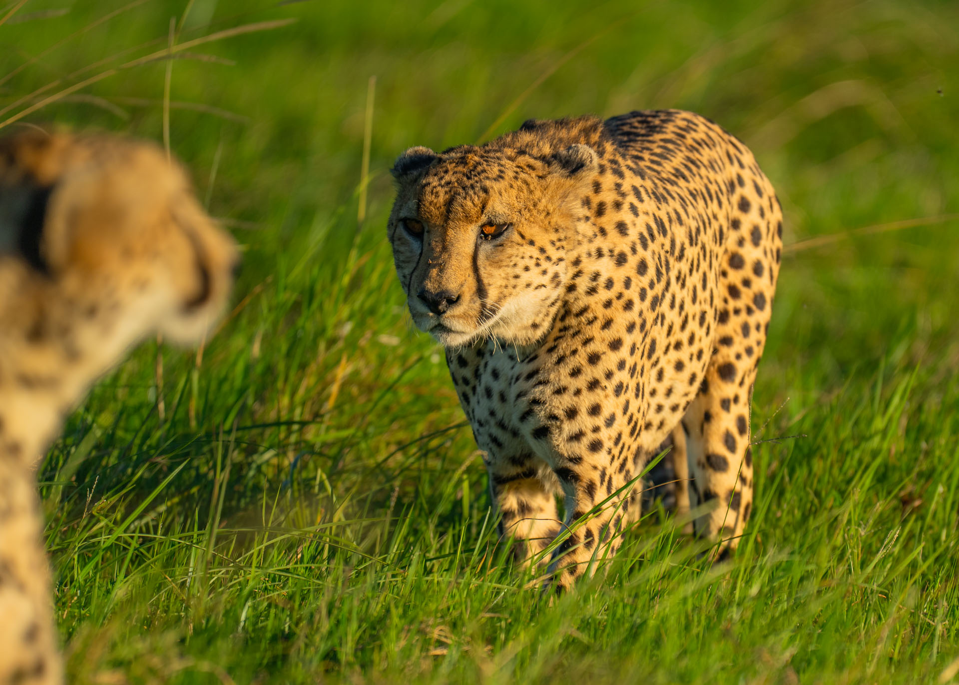 F6.3,1/1000, IS0320 | Arnold Omondi 