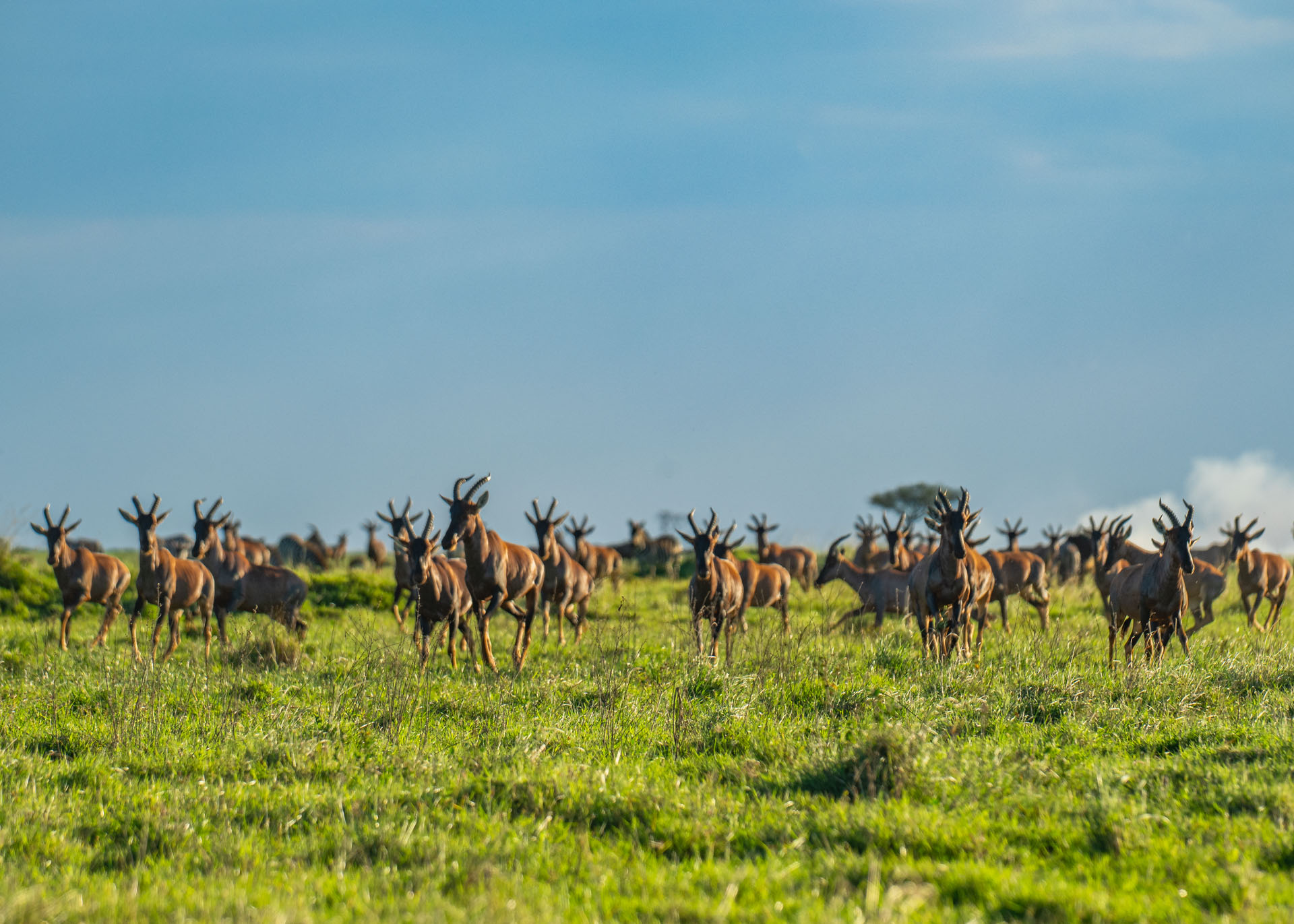 F6.0,1/1000, IS0320 | Arnold Omondi 