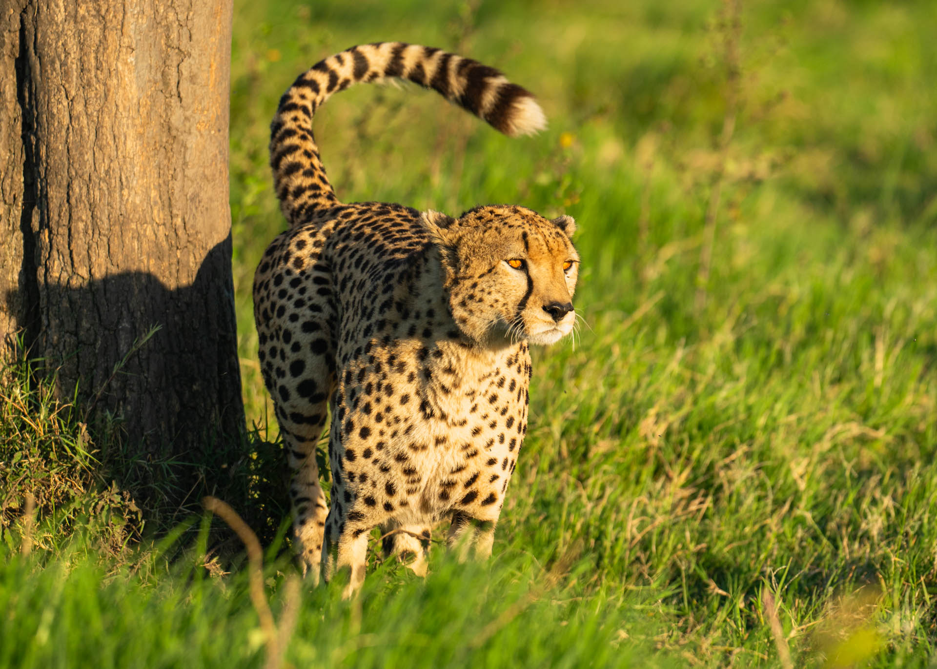 F6.0,1/1000, IS0320 | Arnold Omondi 