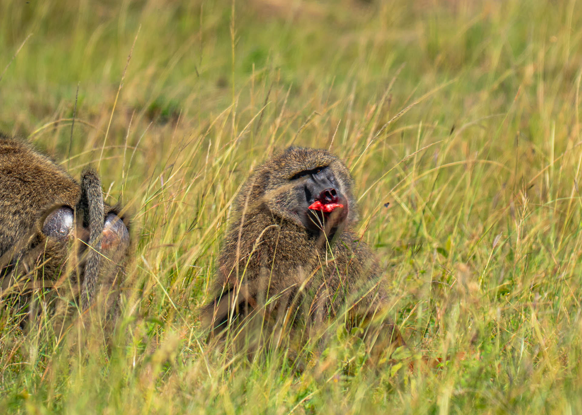 F7.1,1/1000, IS0320 | Arnold Omondi 