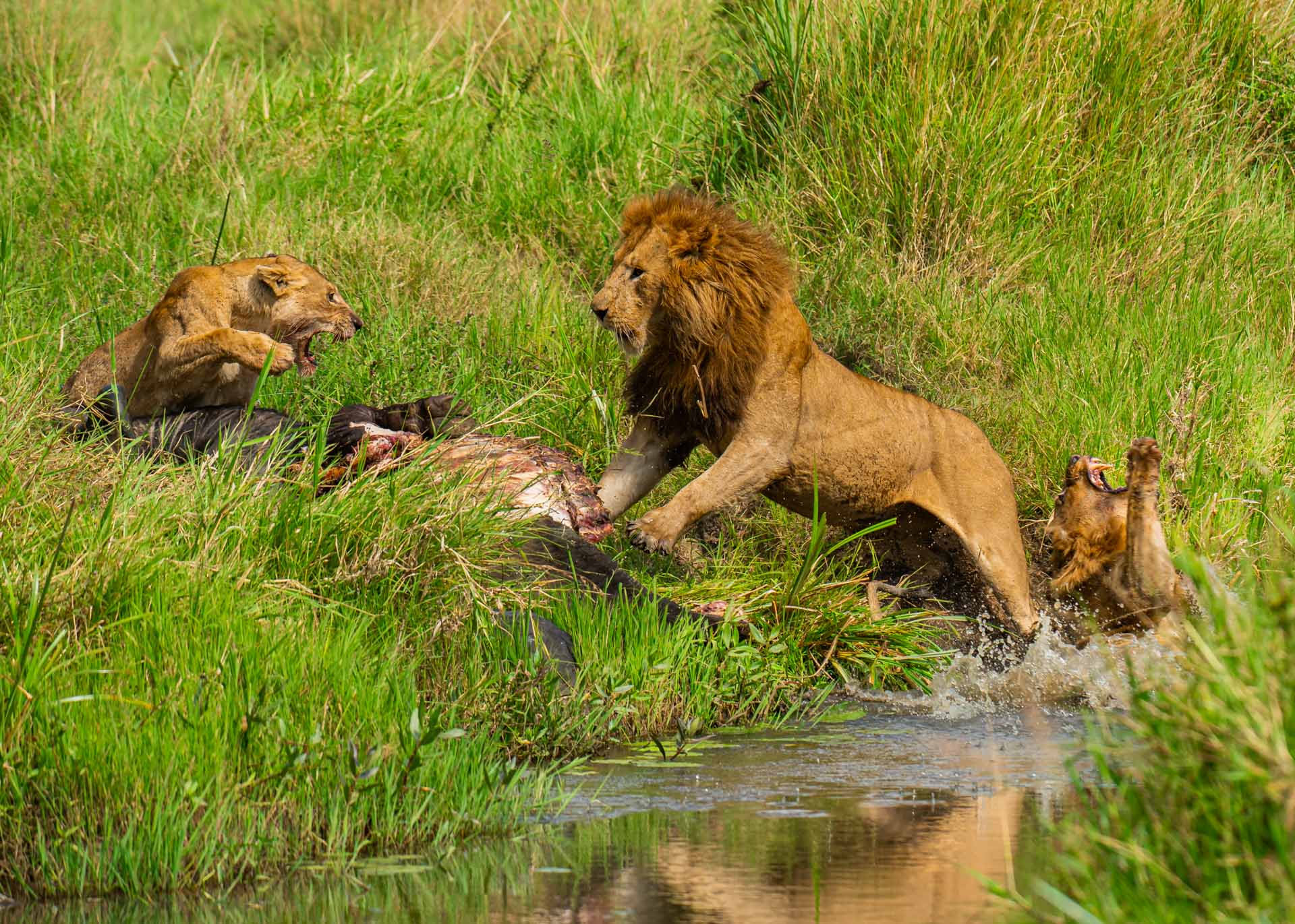 Above: A bit of drama in the Mara