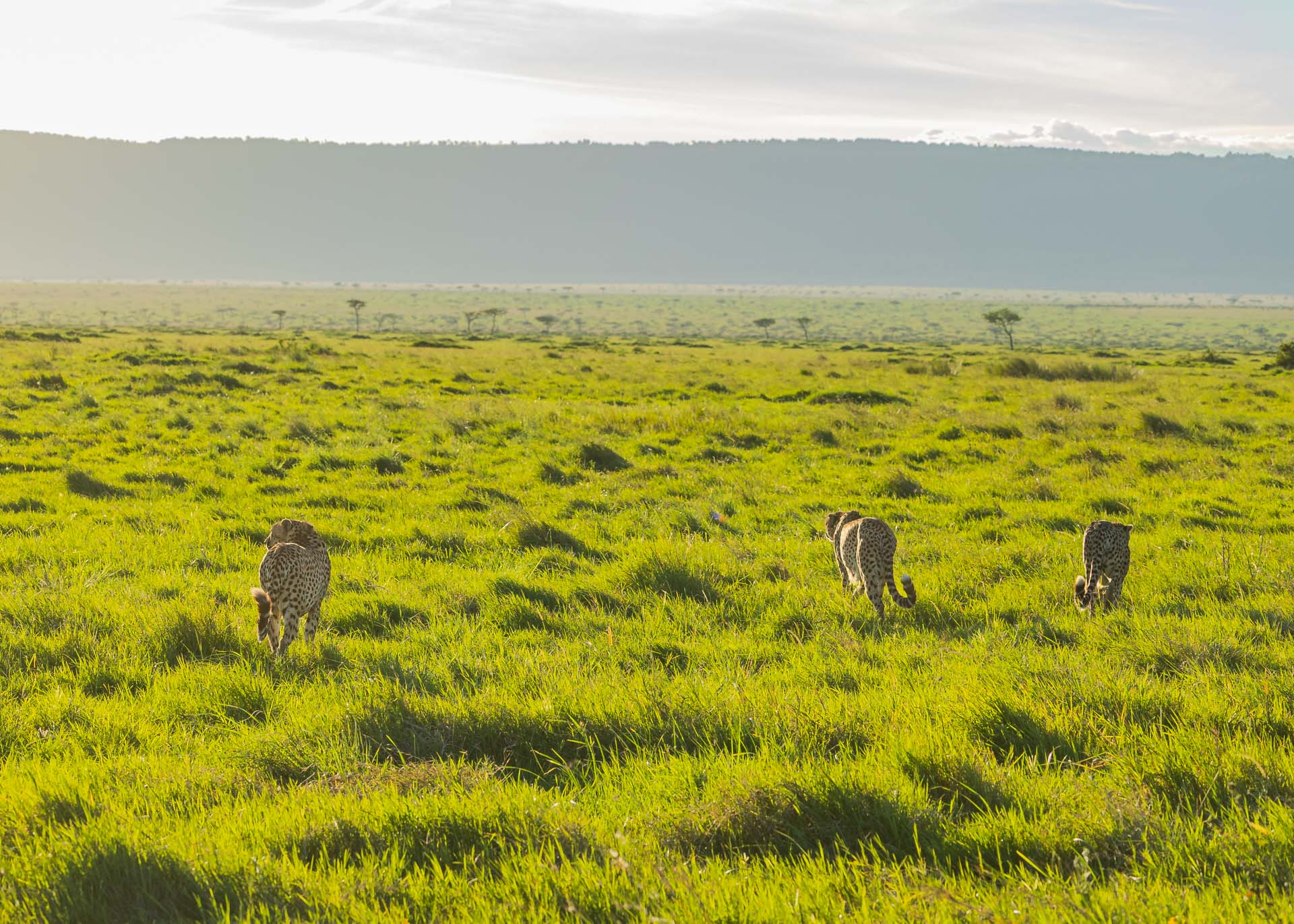 F6.3,1/1000, IS0800 | Arnold Omondi 