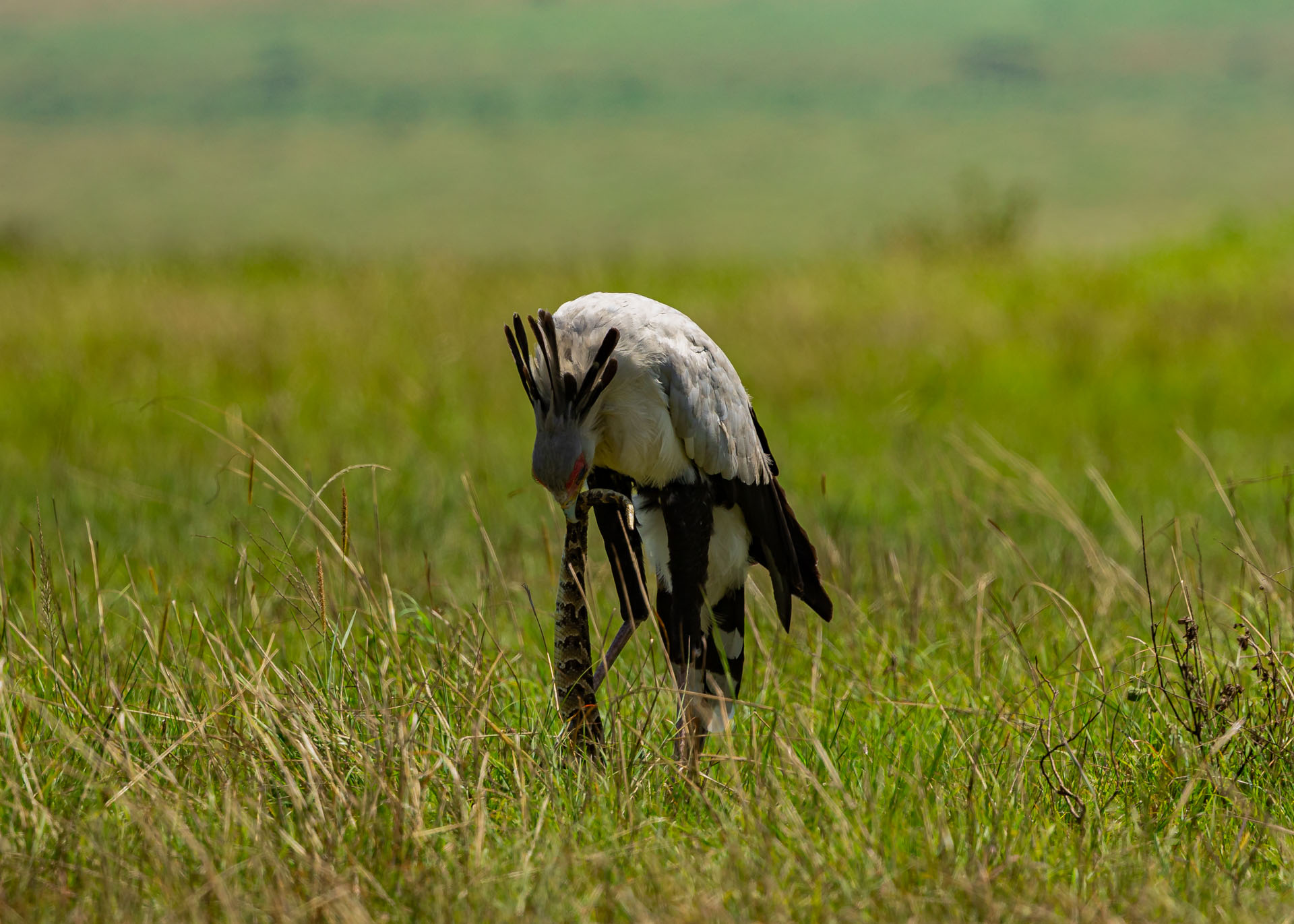 F7.1,1/1000, IS0250 | Arnold Omondi 