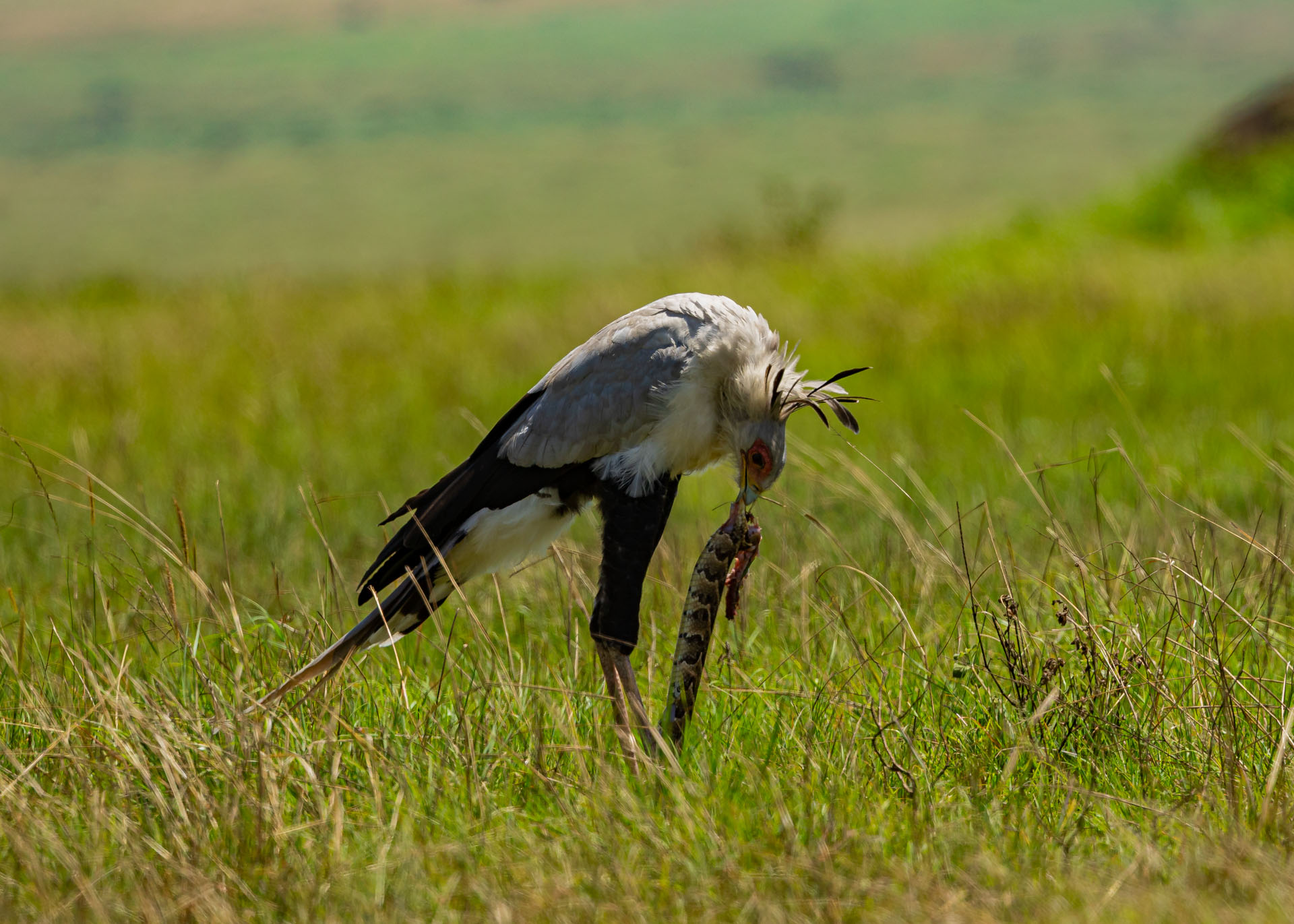 F7.1,1/1000, IS0250 | Arnold Omondi 