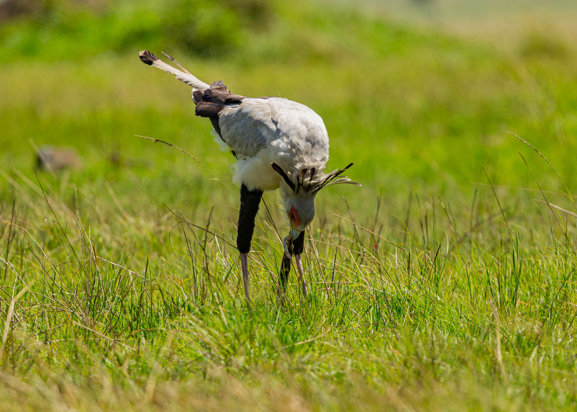 F7.1,1/1000, IS0320 | Arnold Omondi 
