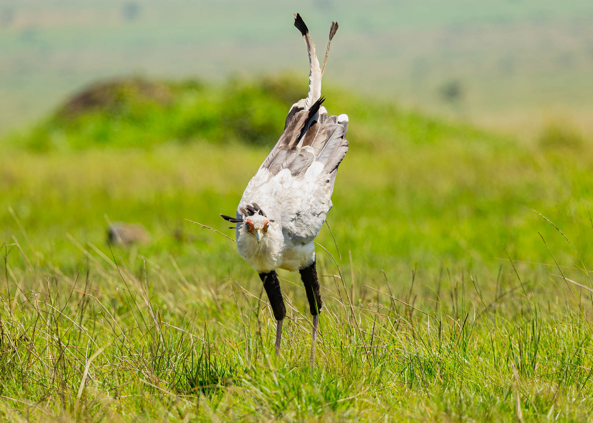 F7.1,1/1000, IS0320 | Arnold Omondi 