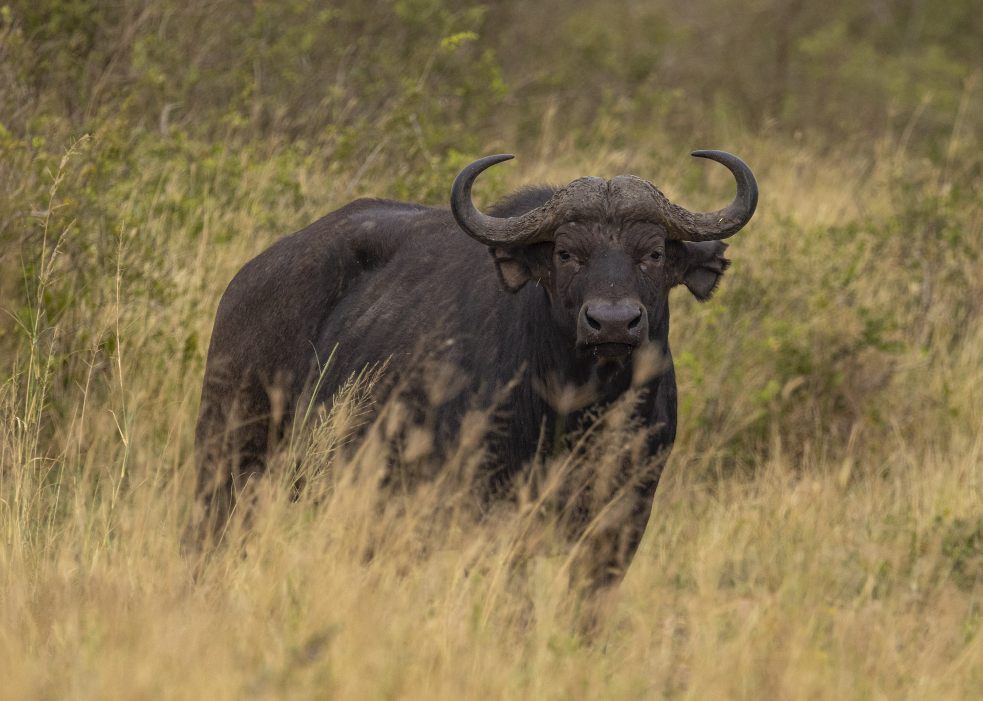 F7.1, 1/250, ISO1000 | Arnold Omondi 